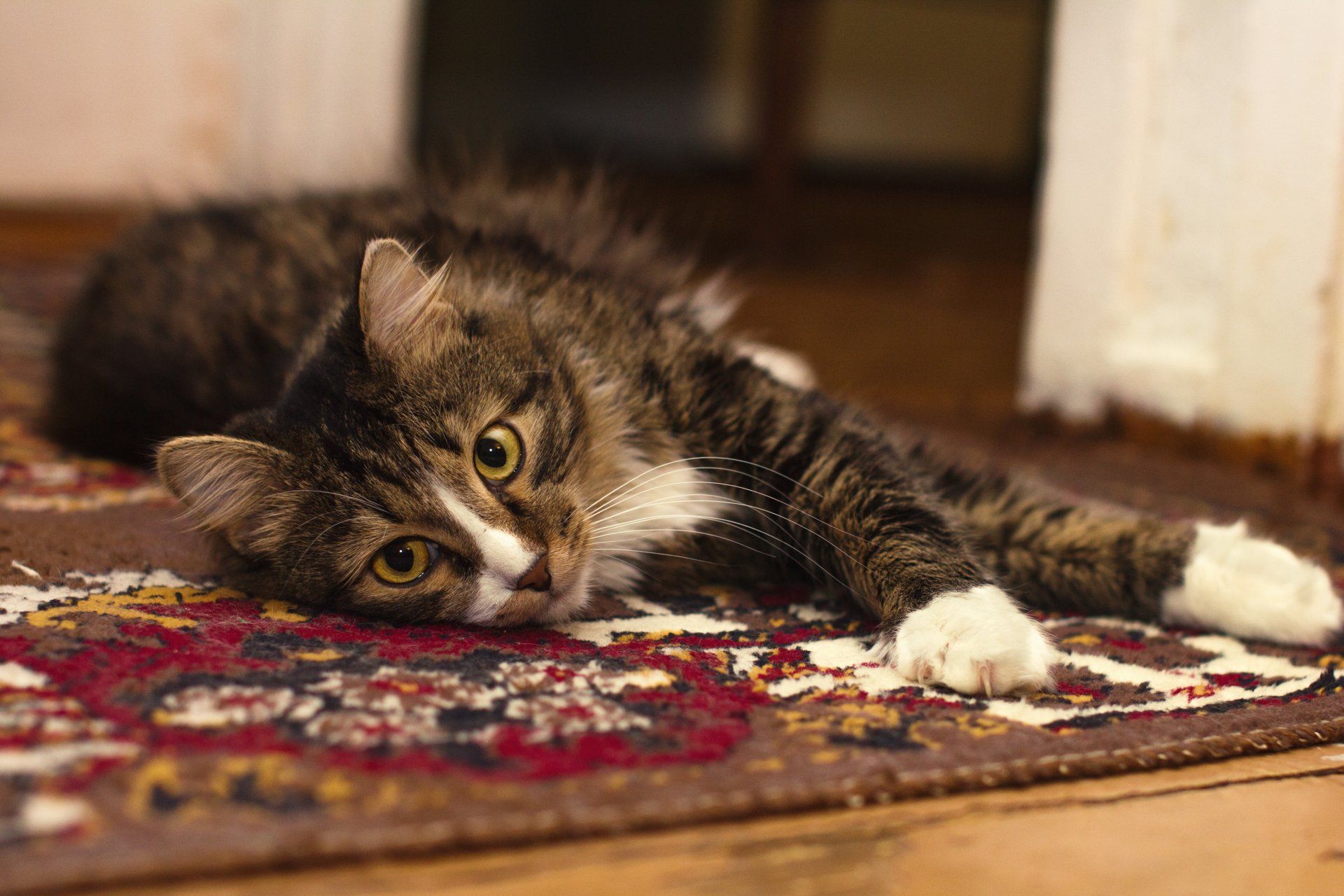 cat laying on carpet cat laying on carpet