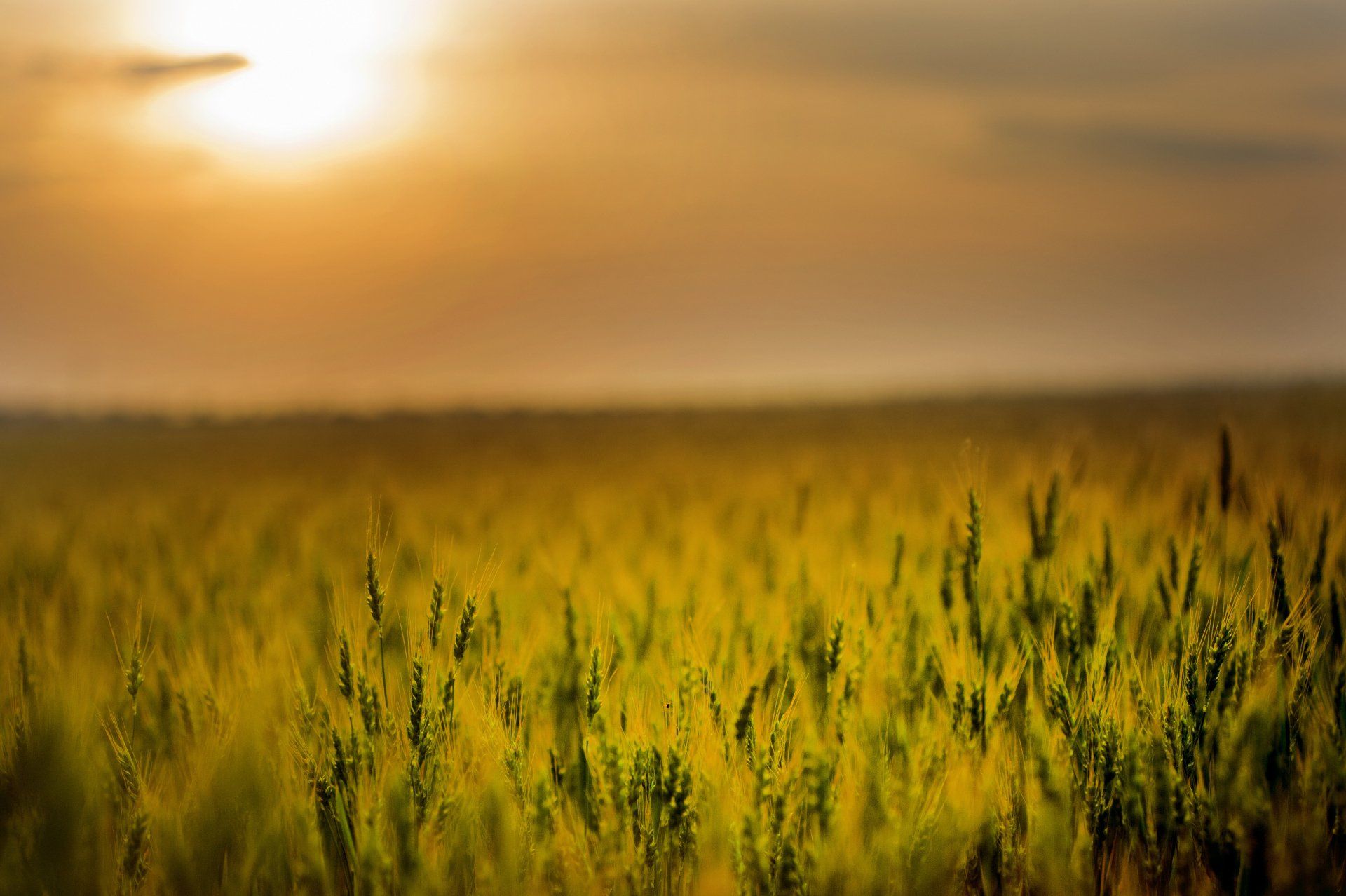 The sun is setting over a field of wheat.