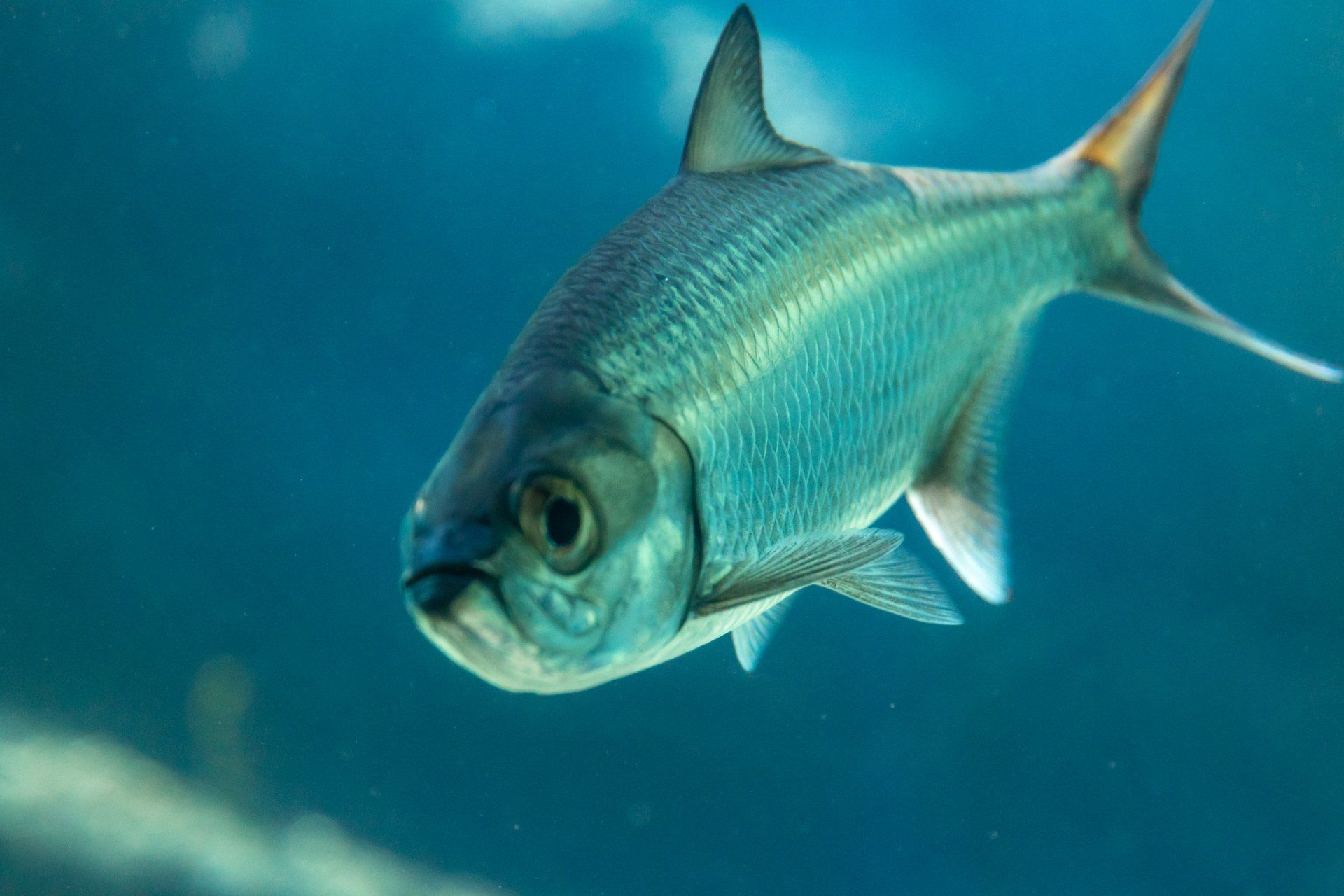 a fish is swimming in the water and looking at the camera