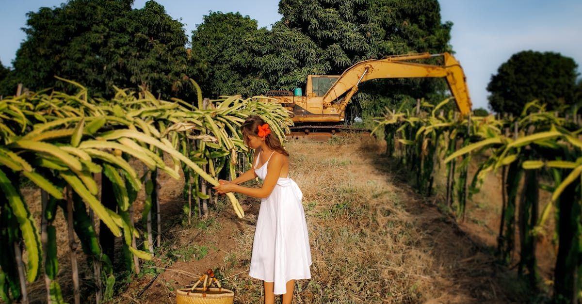A woman in a white dress is picking dragon fruit in a field.