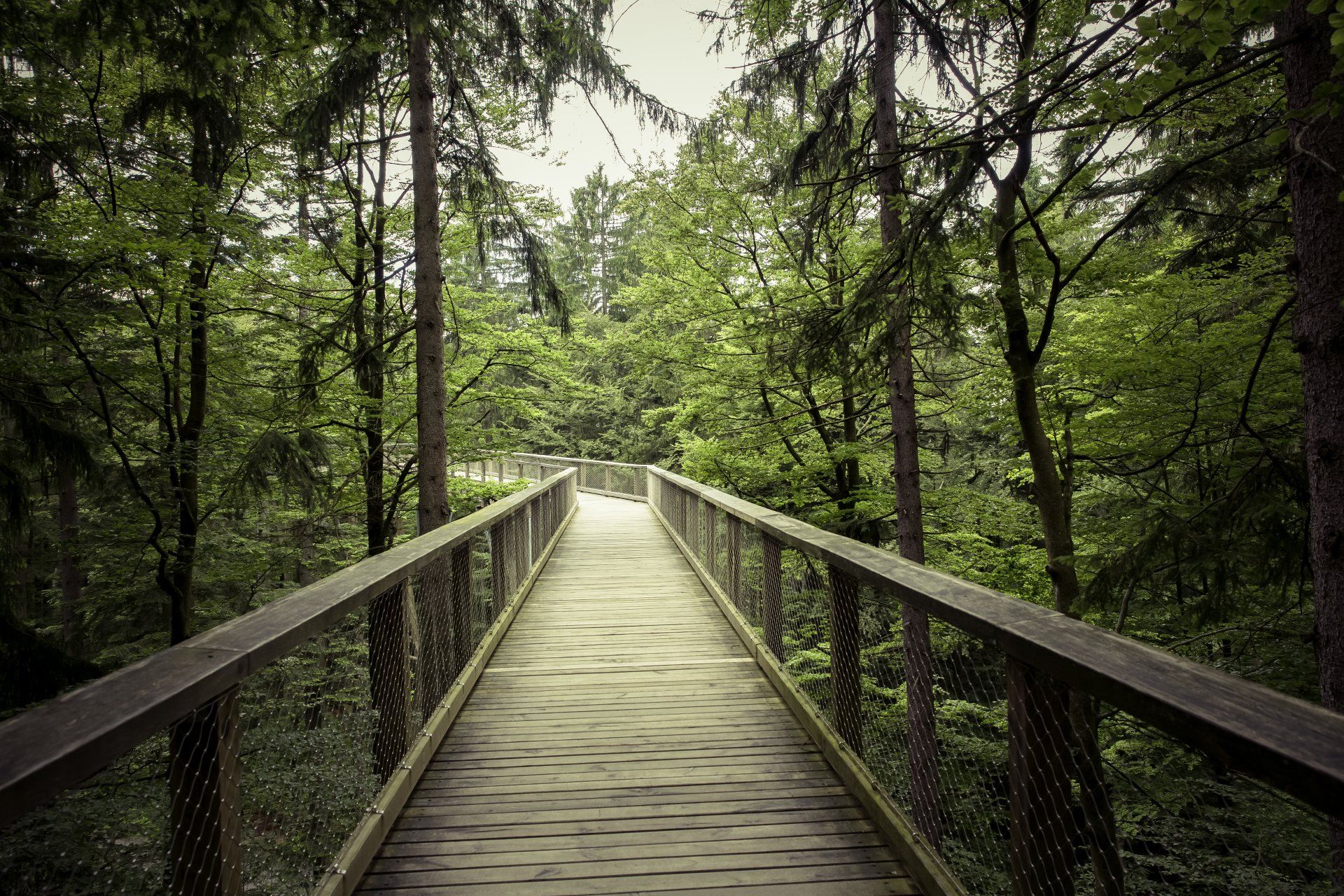 Wooden walkway through a lush green forest, trees framing the path.