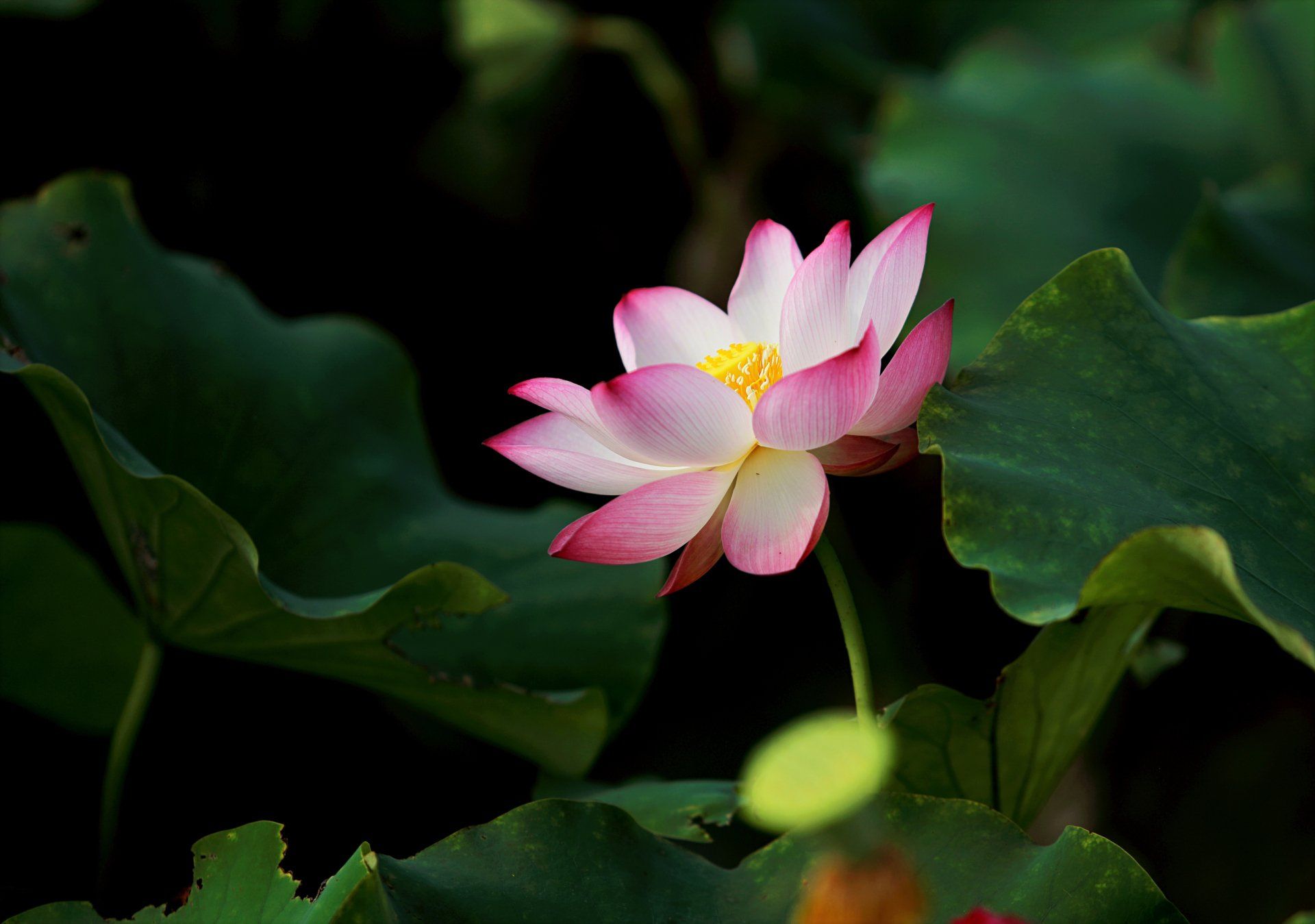 Pink lotus flower blooming among dark green leaves in a pond