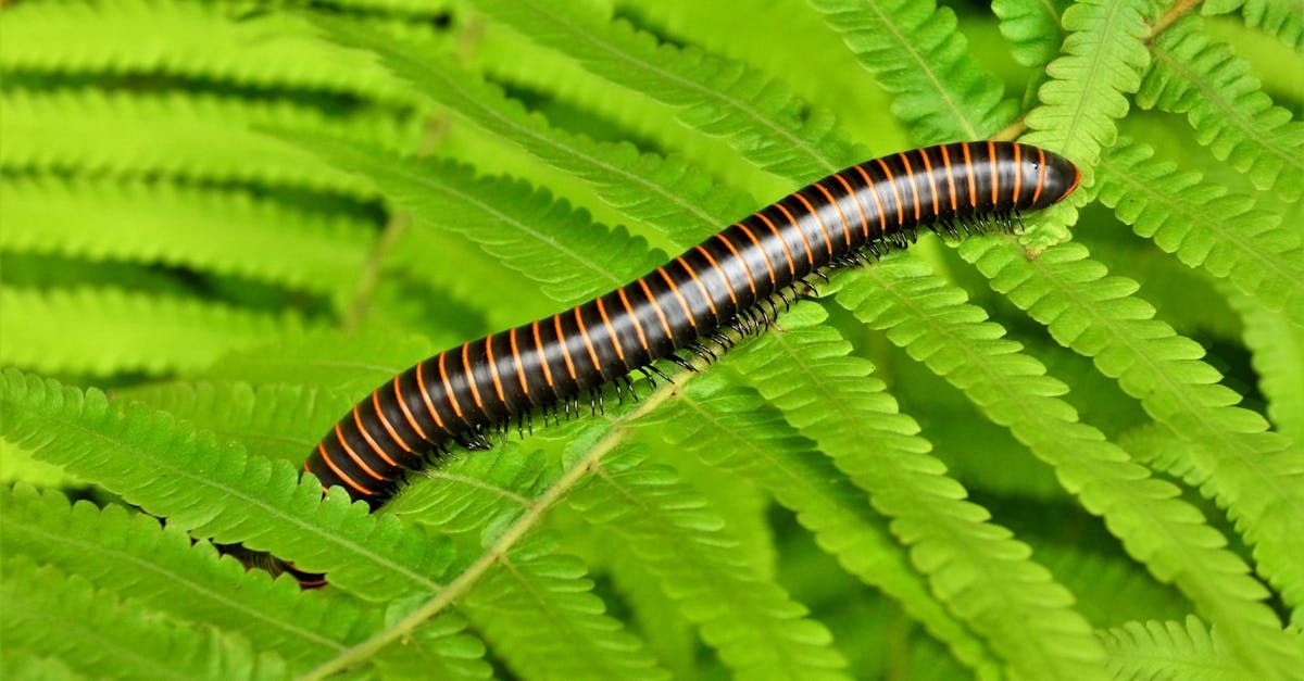occasional pests