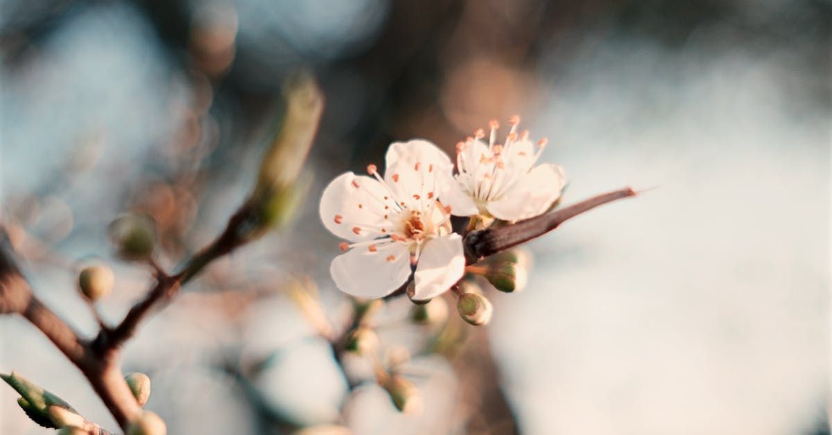 Two small, white cherry blossoms with pink centers bloom on a thin, dark branch against a soft, out-of-focus background.