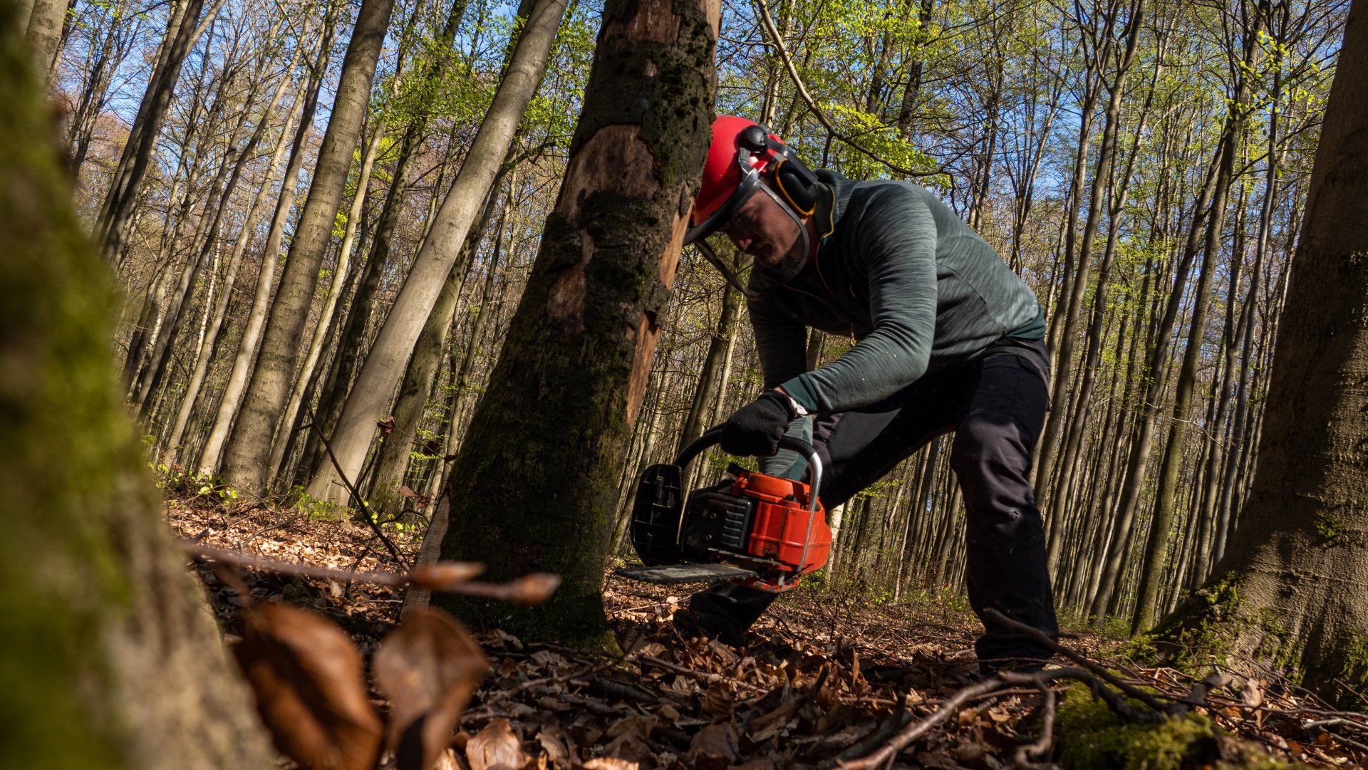 Person using an orange chainsaw in a wooded forest, with a dog in the foreground