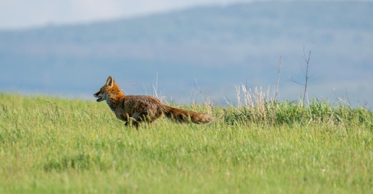 A Fox Runs by Sue Cartwright, Spiral Leaf A Fox Runs - A Poem by Sue Cartwright, Spiral Leaf