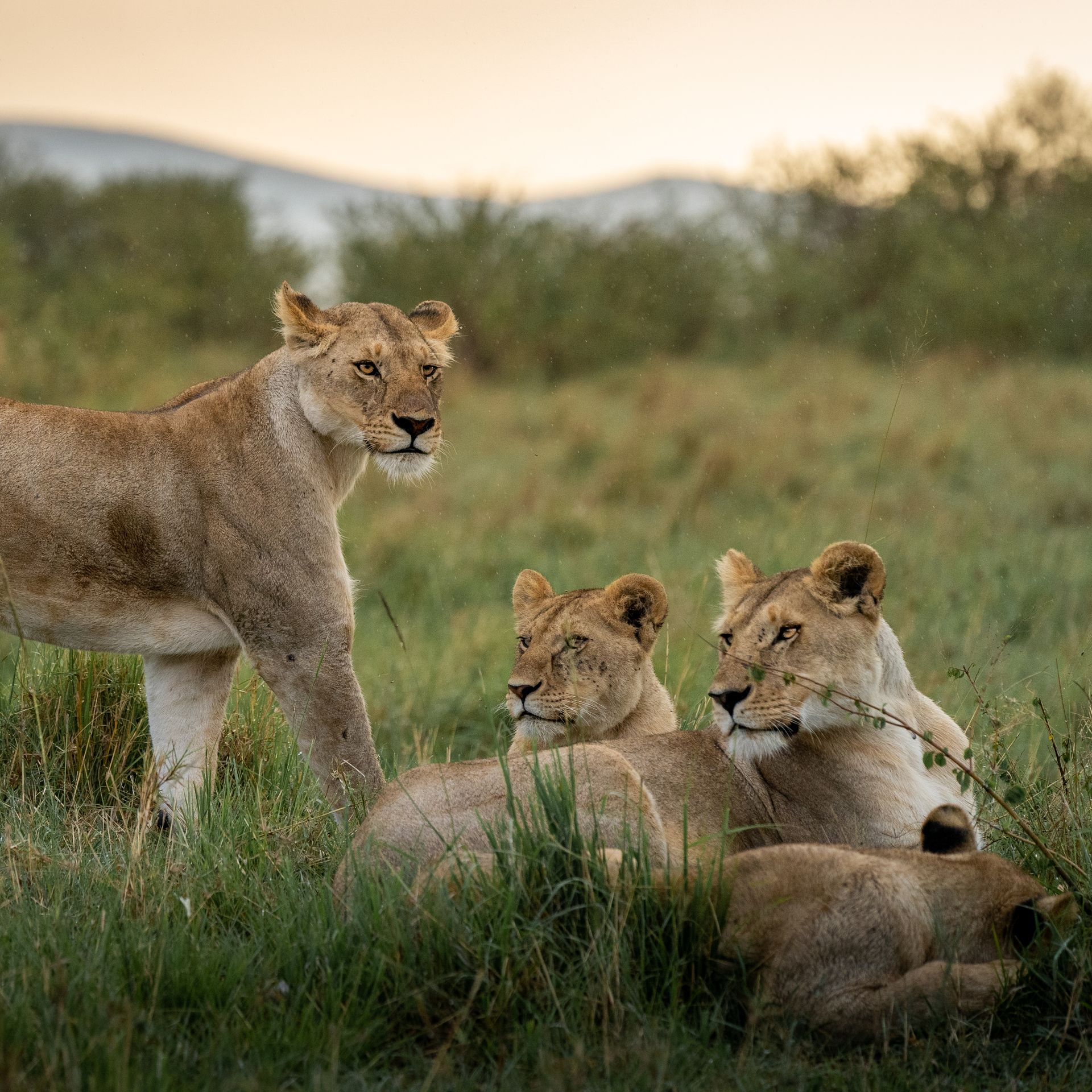 A pride of lionesses in Amboseli National Park, Kenya.