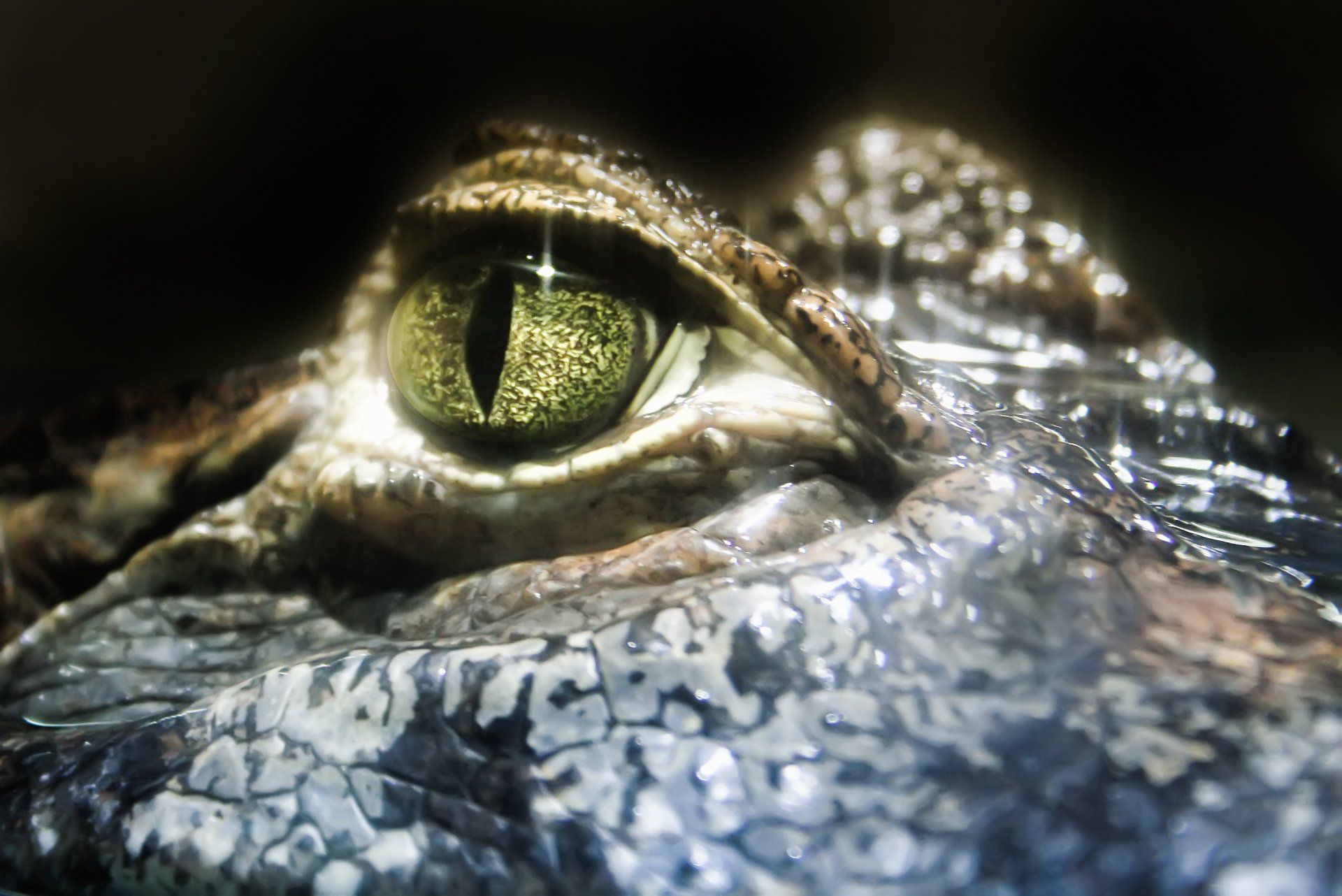 Reptilienzoo Scheidegg