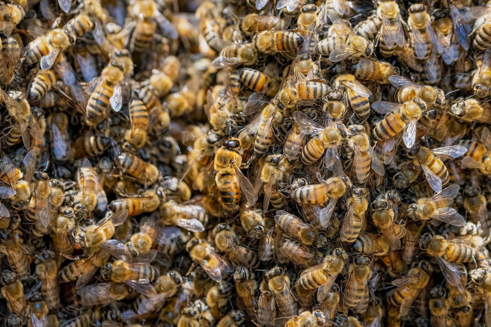An Exterminator in Work