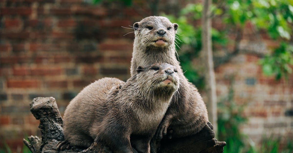 Two otters, light brown fur, standing on a log, brick wall background.