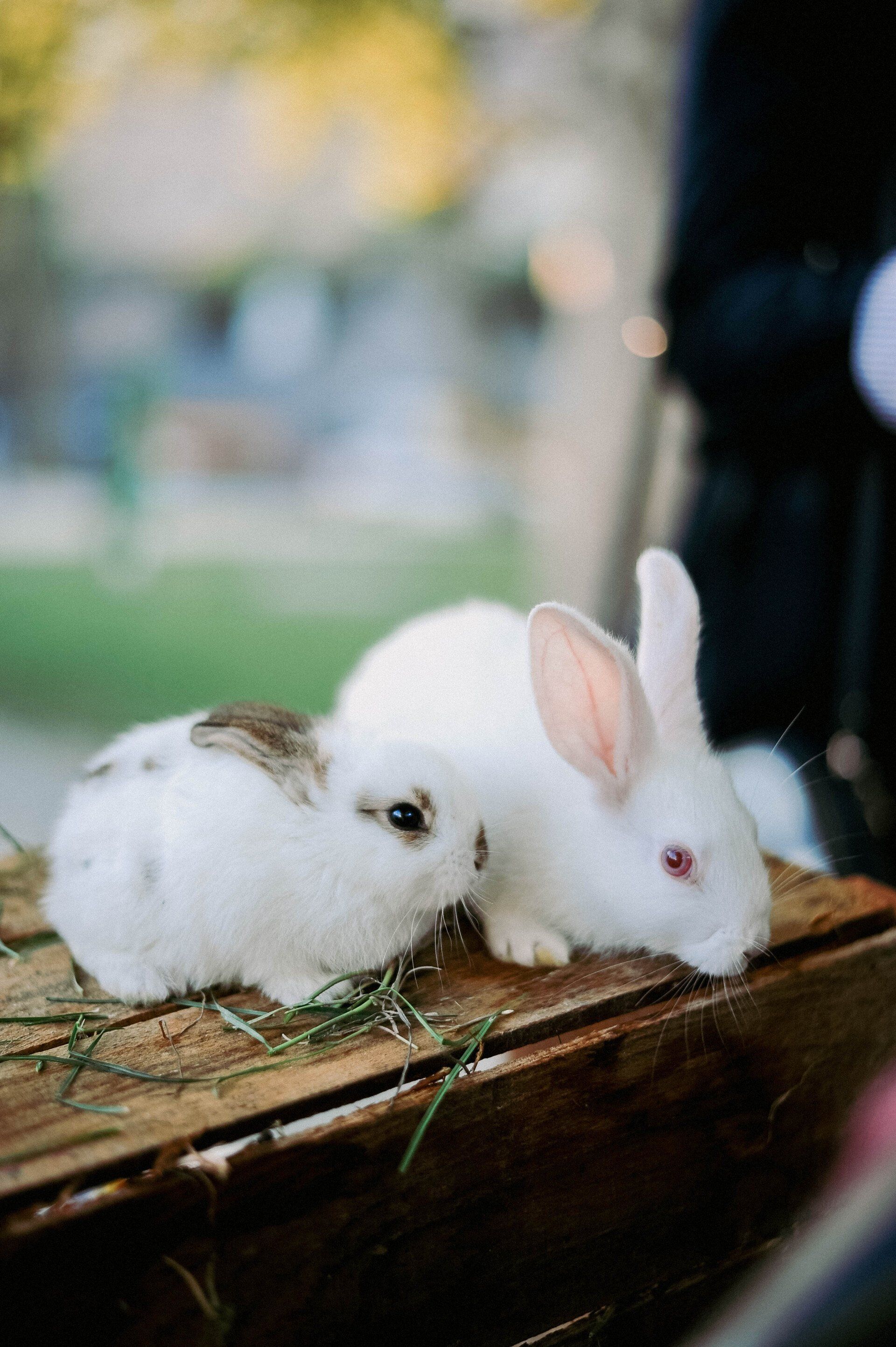 Hobbyfarm und Streichelzoo in Farrach
