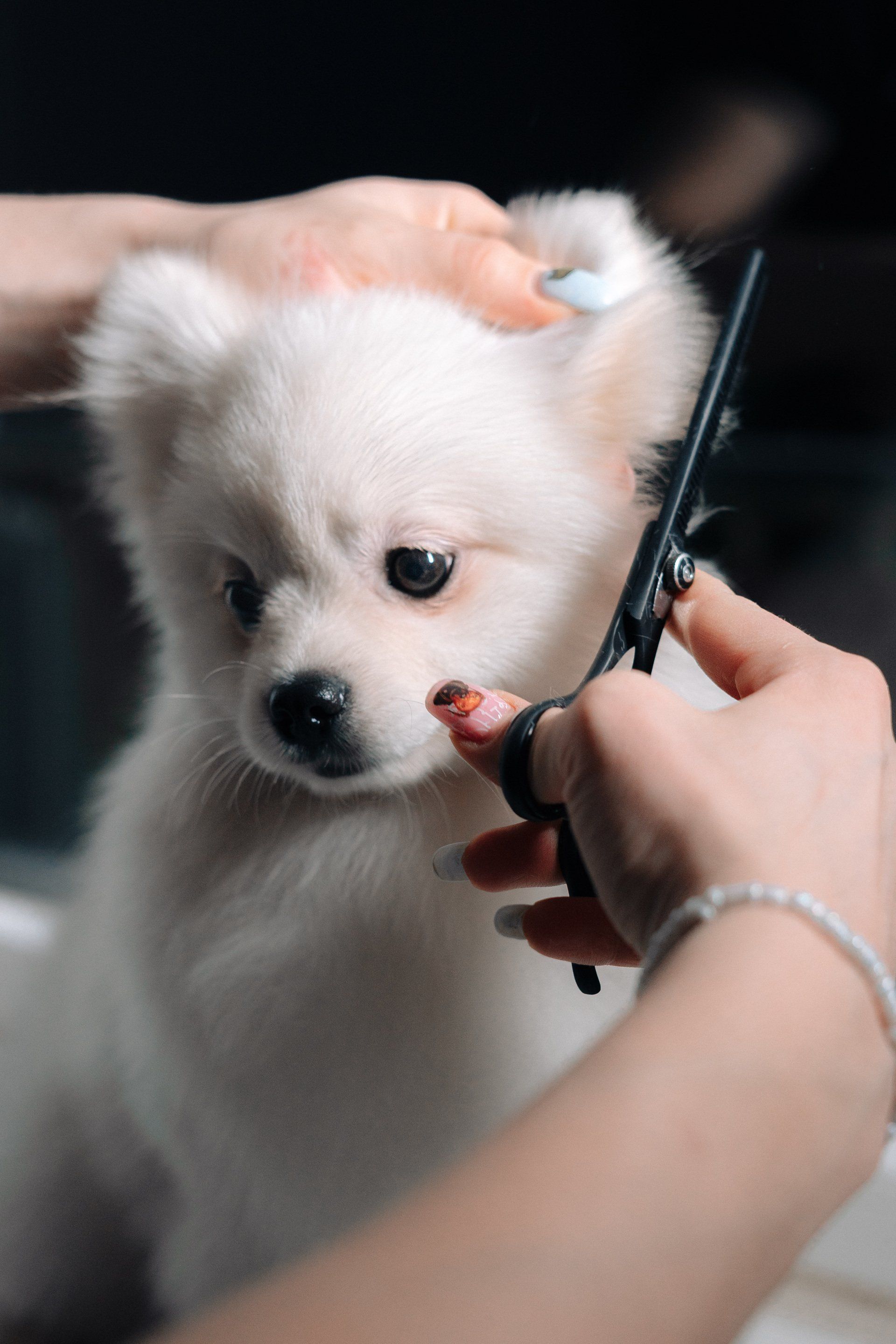 A woman is cutting a small white dog 's hair with scissors.
