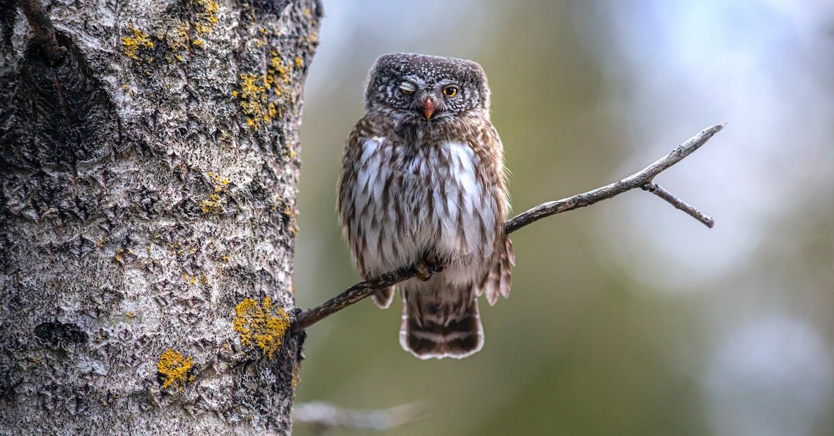 Boreal Owl