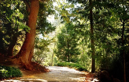 A path in the middle of a forest with trees on both sides