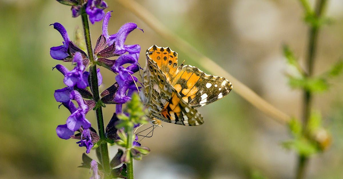 Sage flower with a butterfly