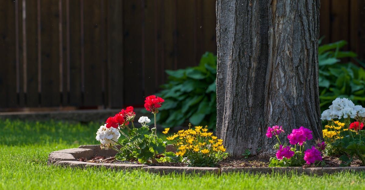 backyard turf
