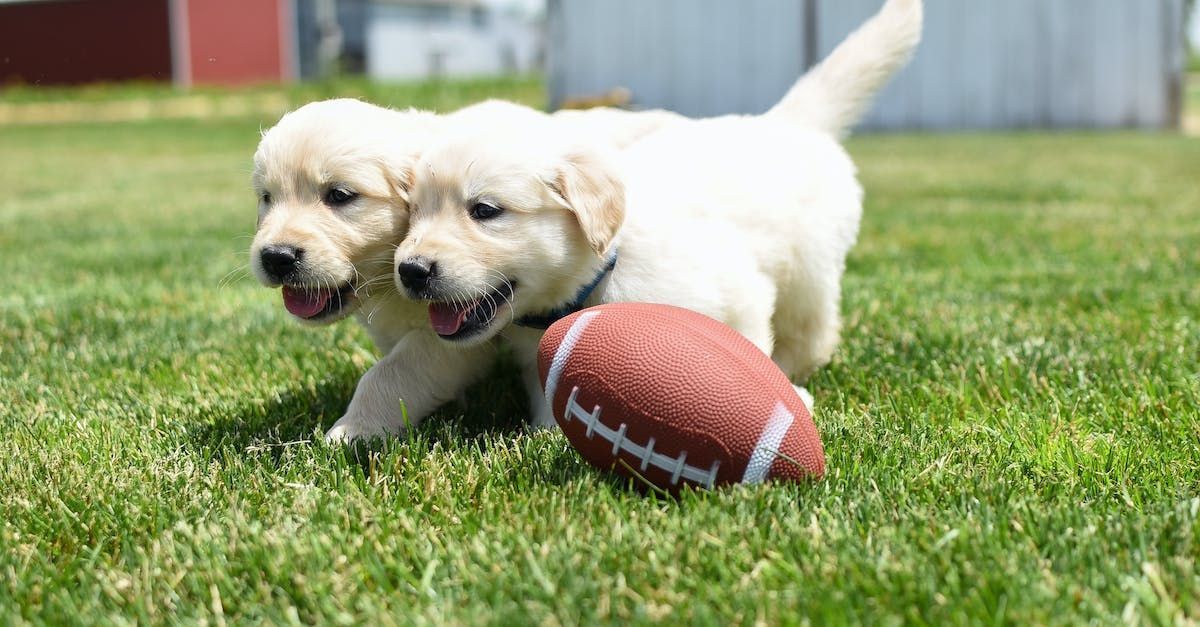 dogs chasing rugby ball