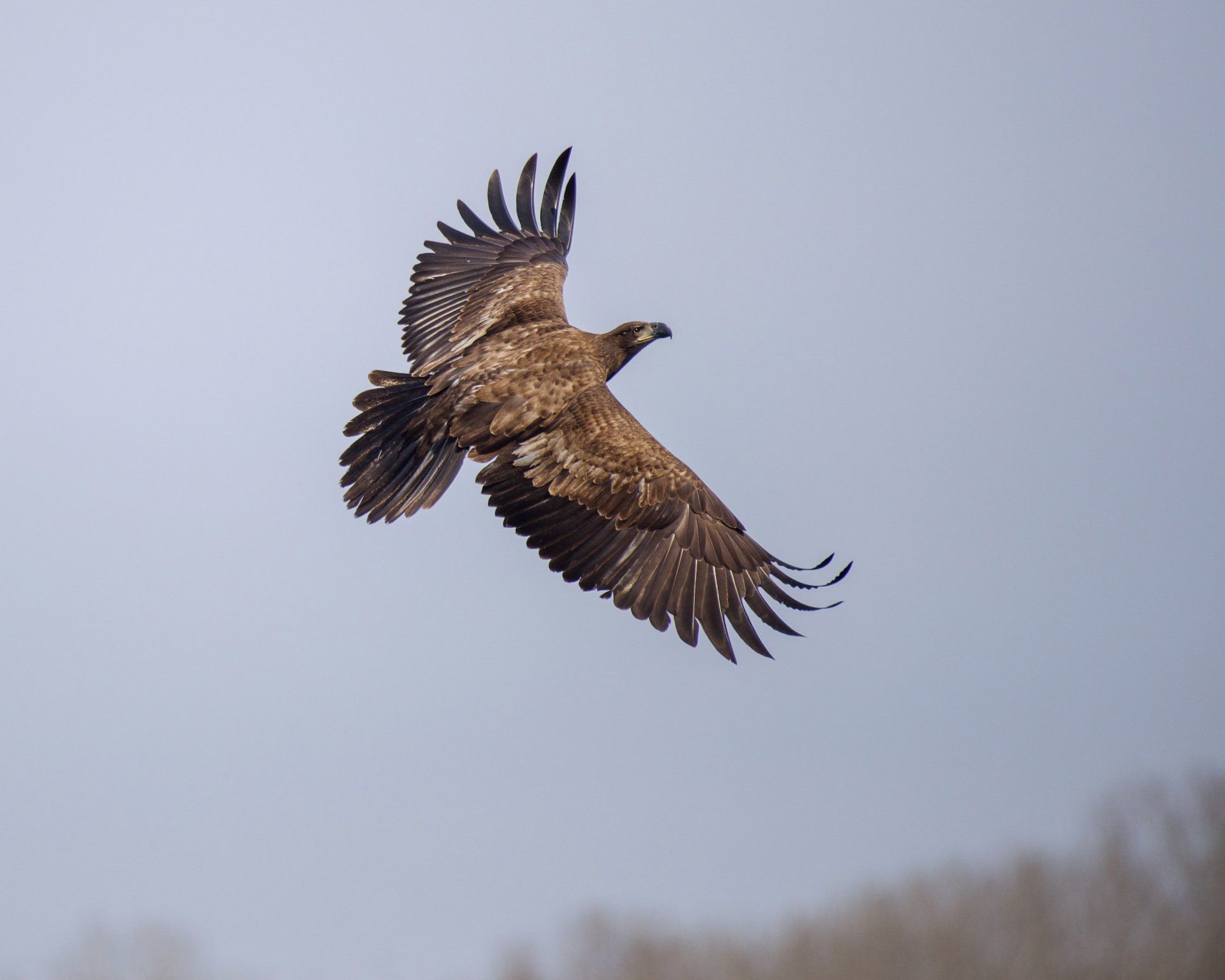 Golden Eagle - True Love by Samantha Britt Beaumont