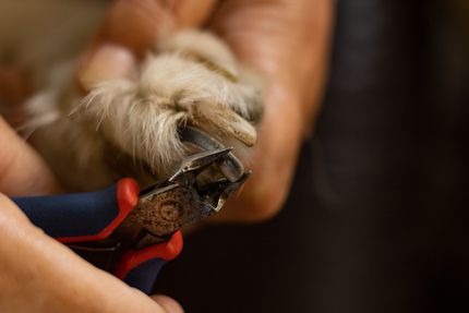 Dog Nail Trimming | Land O Lakes, FL | The Fur Flipper by Gloria