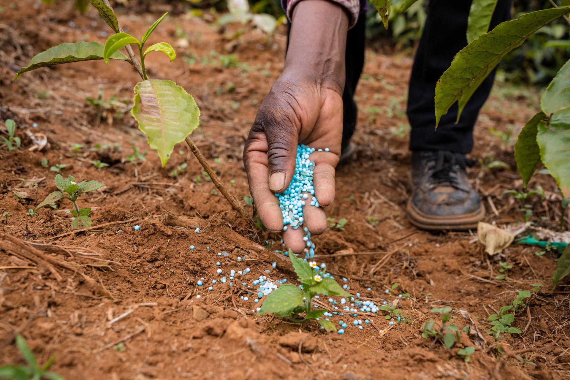 A person is applying fertilizer to a plant with their hand