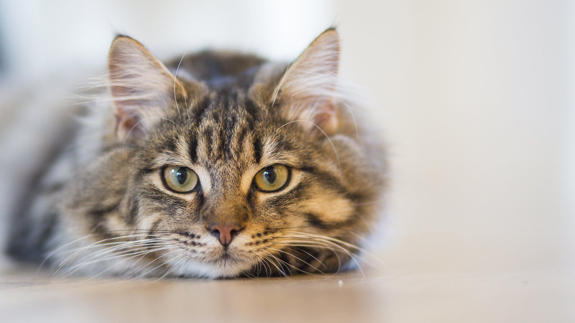 Chat