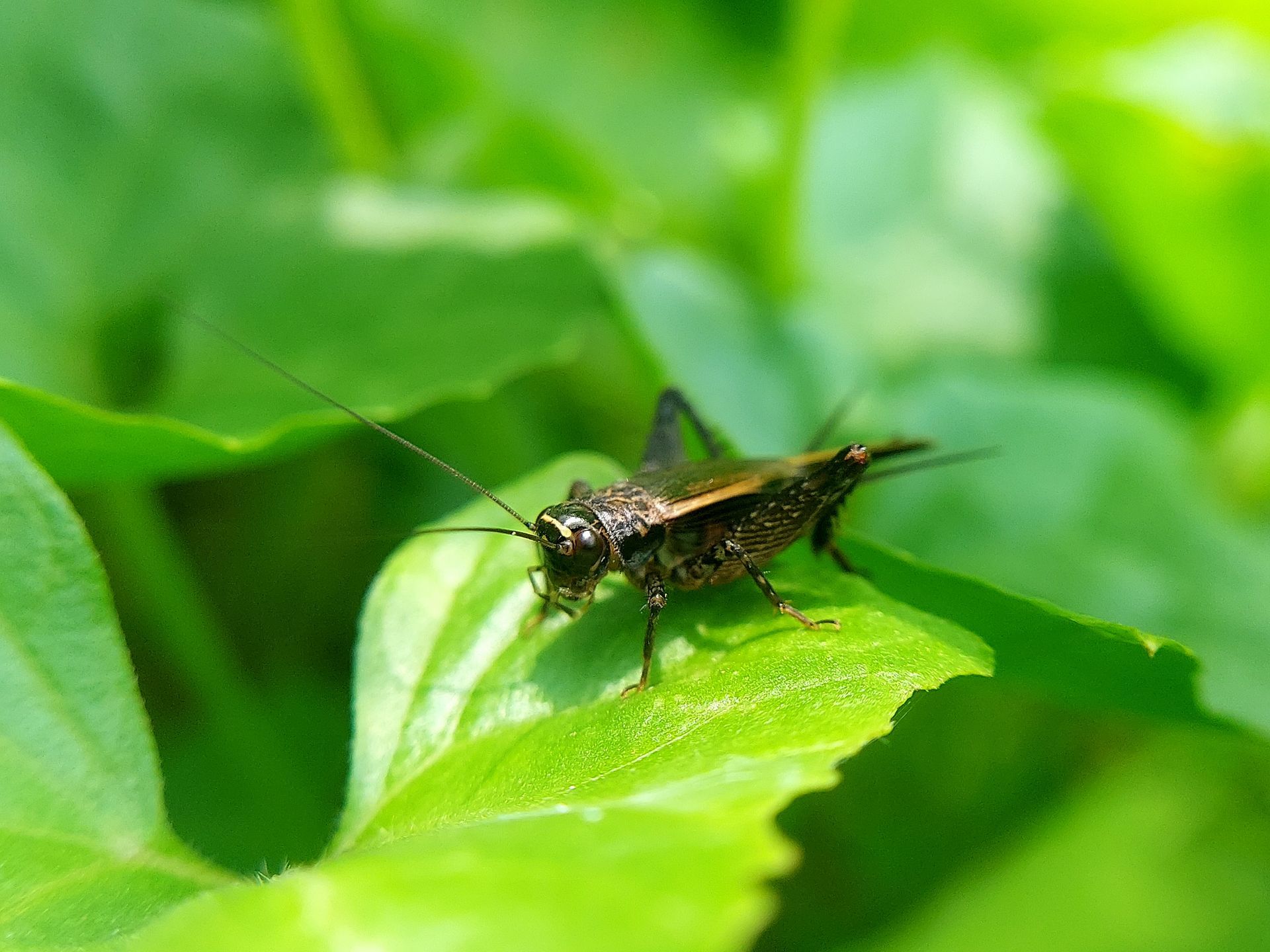 cricket pest control