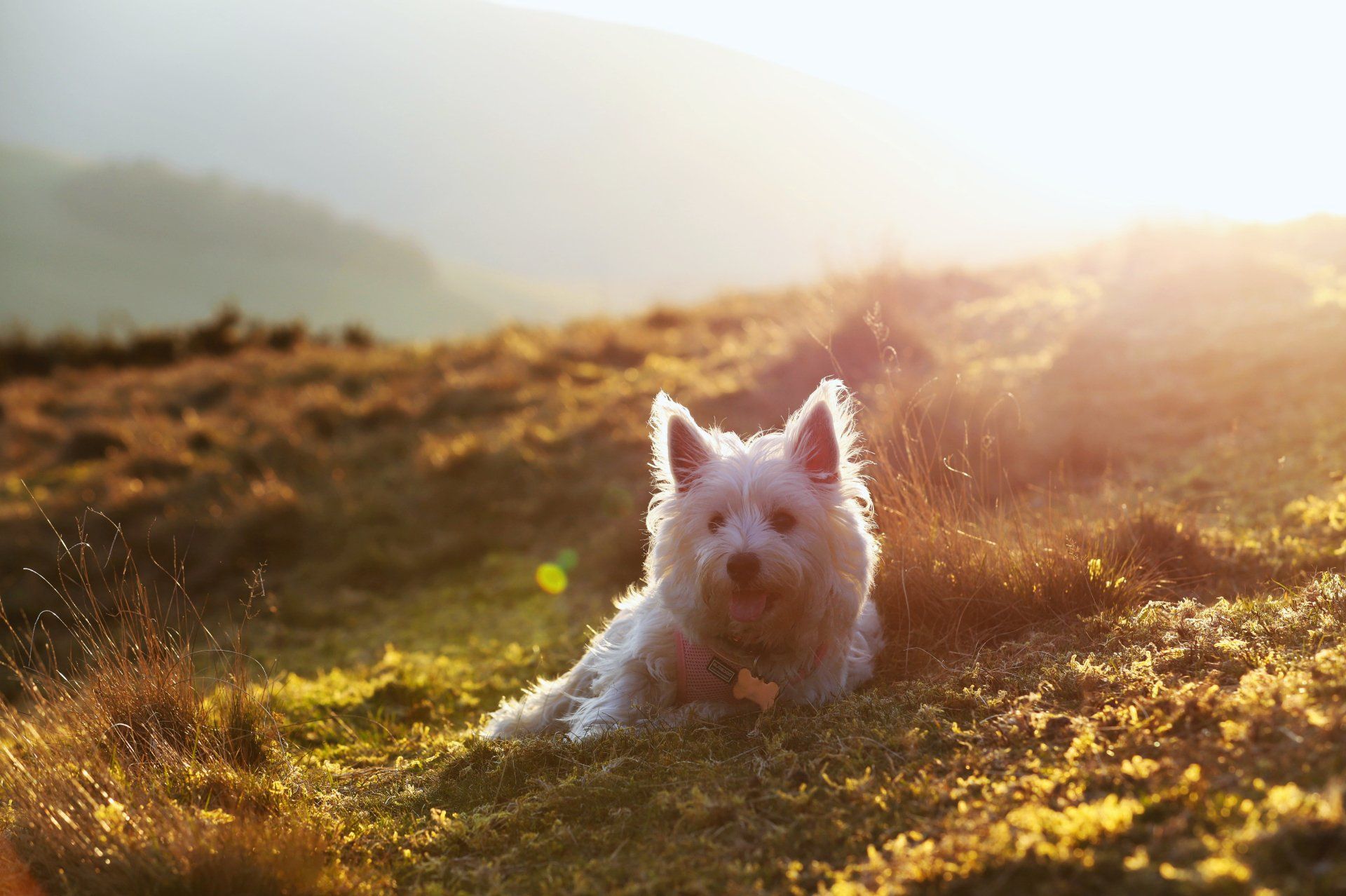 A small white dog is laying in the grass on top of a hill.