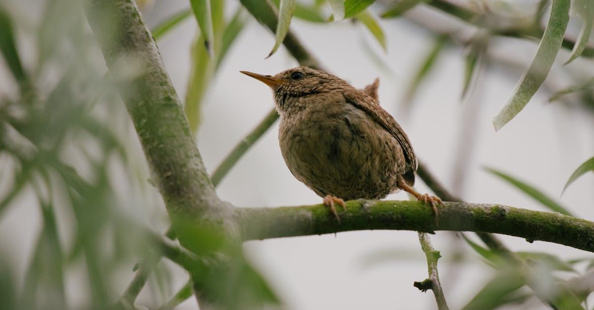 Small brown wren perched on a mossy tree branch, looking alert. Green leaves frame the bird.