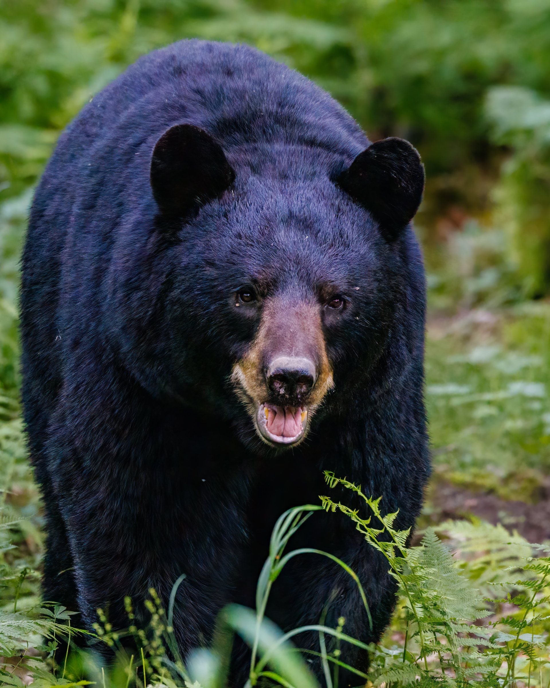 Close-up of a black bear in a forest, looking directly at the camera