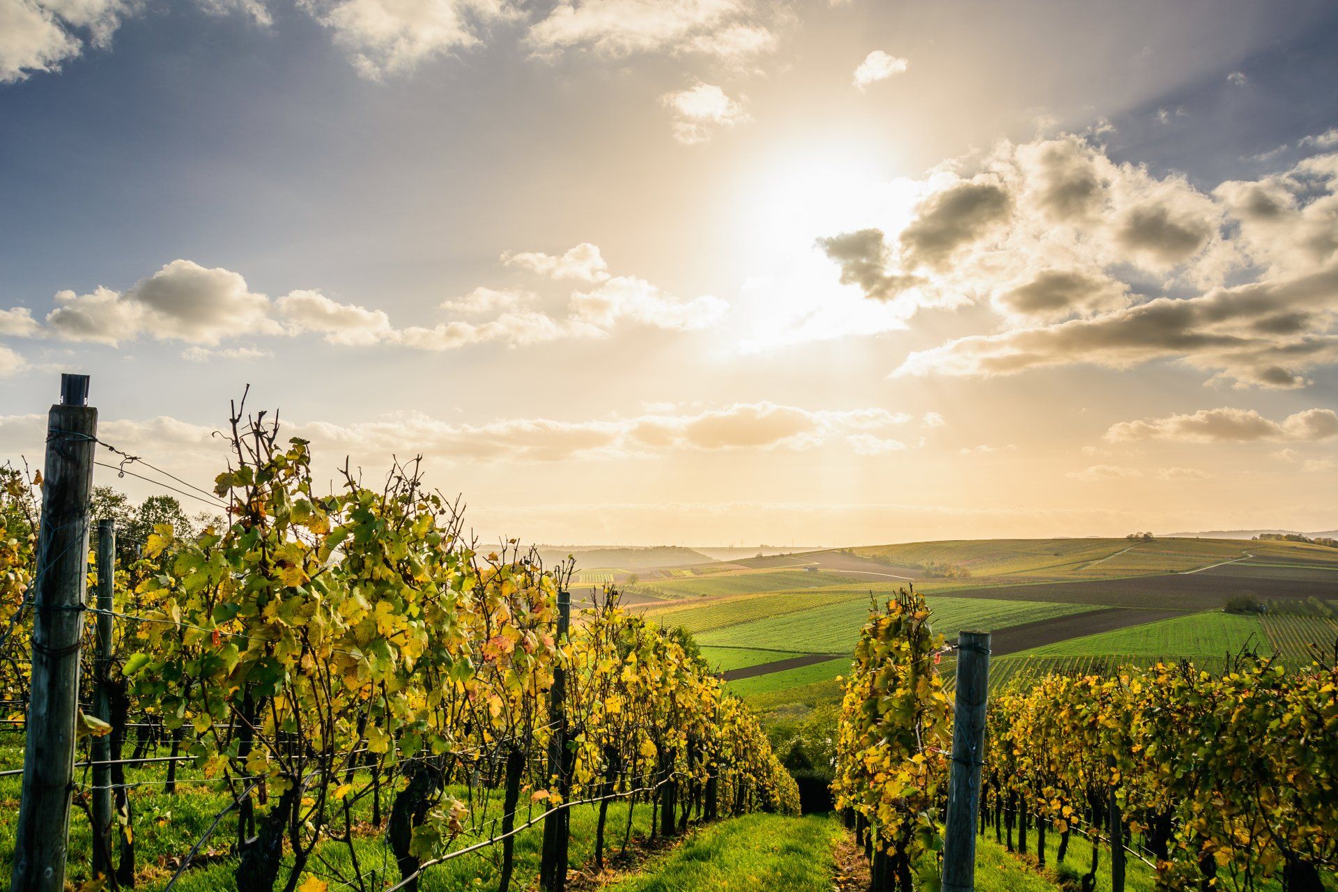Picture of a vineyard.