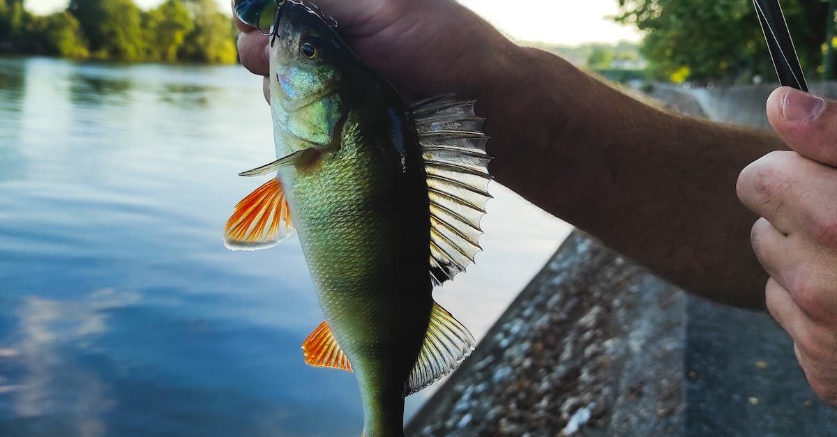 Raubfisch-Angeln Raubfisch-Angeln