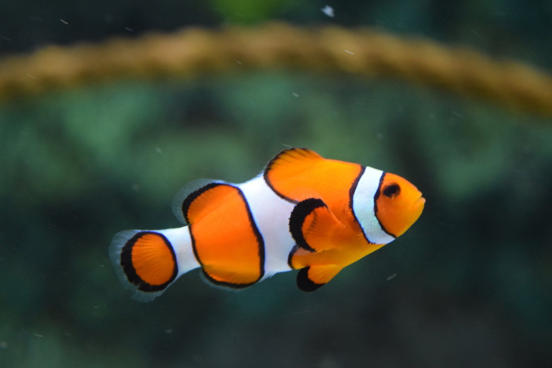 Small group swim lessons level two clown fish in norfolk va