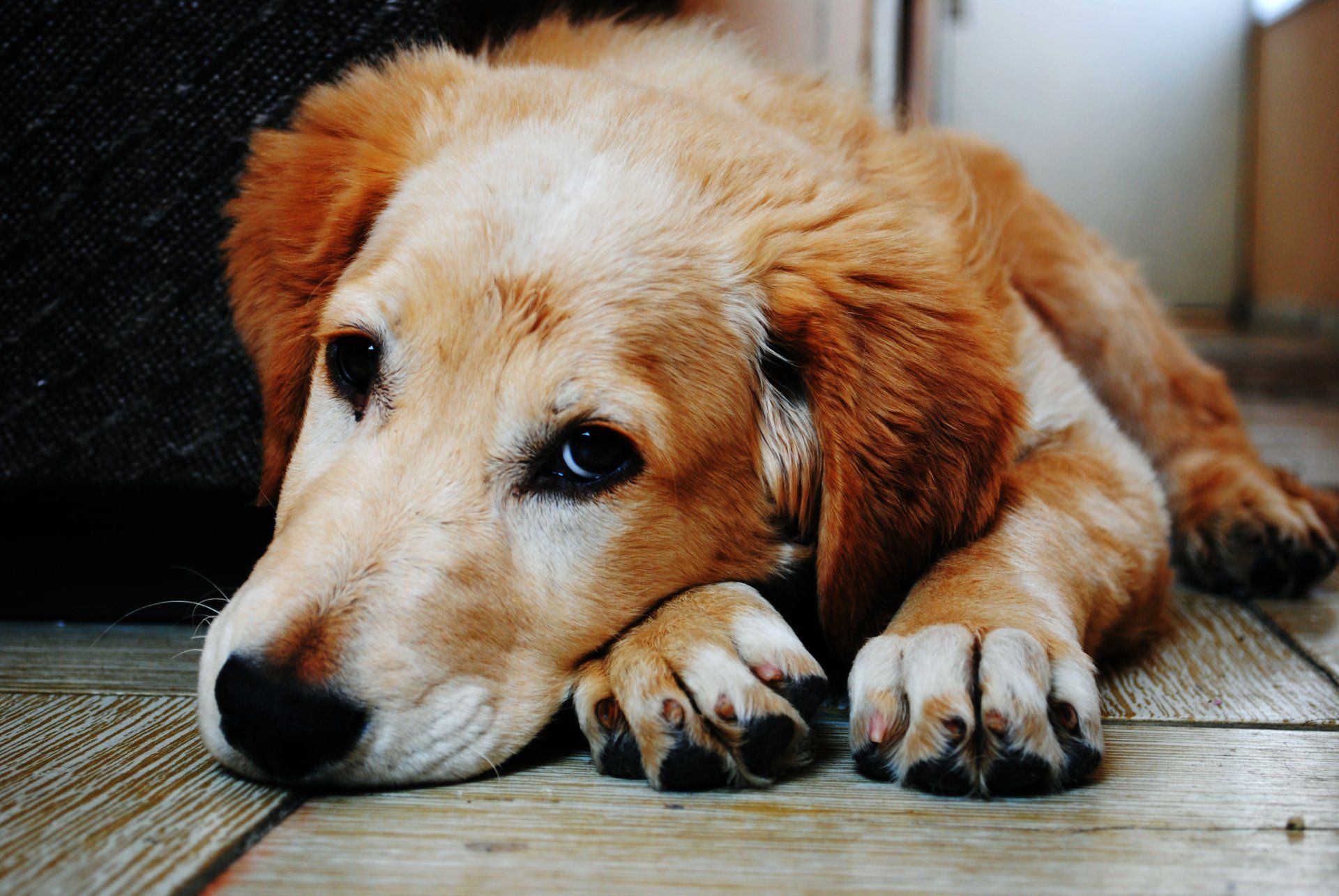 A brown and white dog is laying on the floor with its head on its paws.