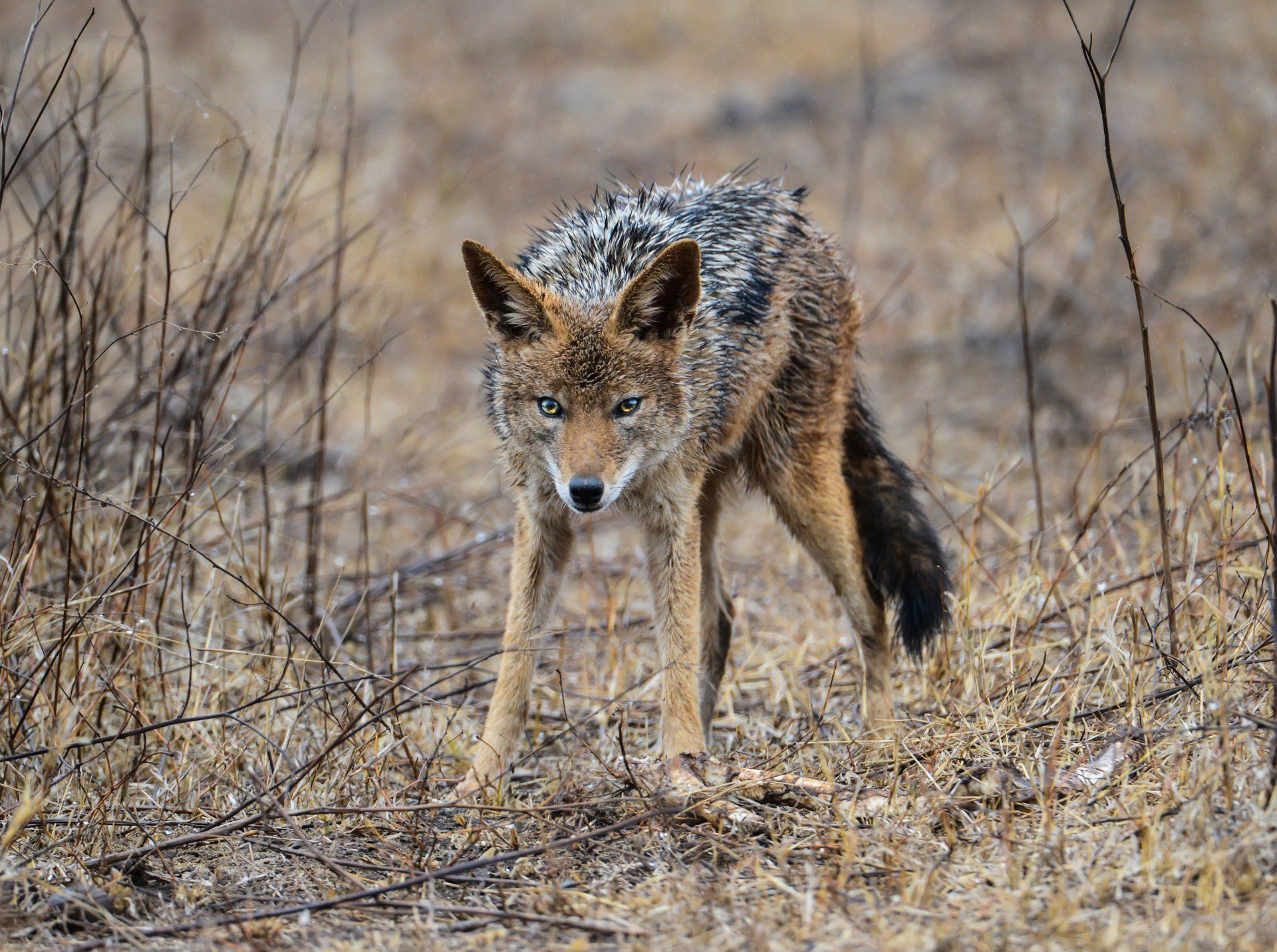 coyote removal buford ga Black-backed jackal stands alert in dry grass, facing the camera with intense gaze; fur is tan and black.
