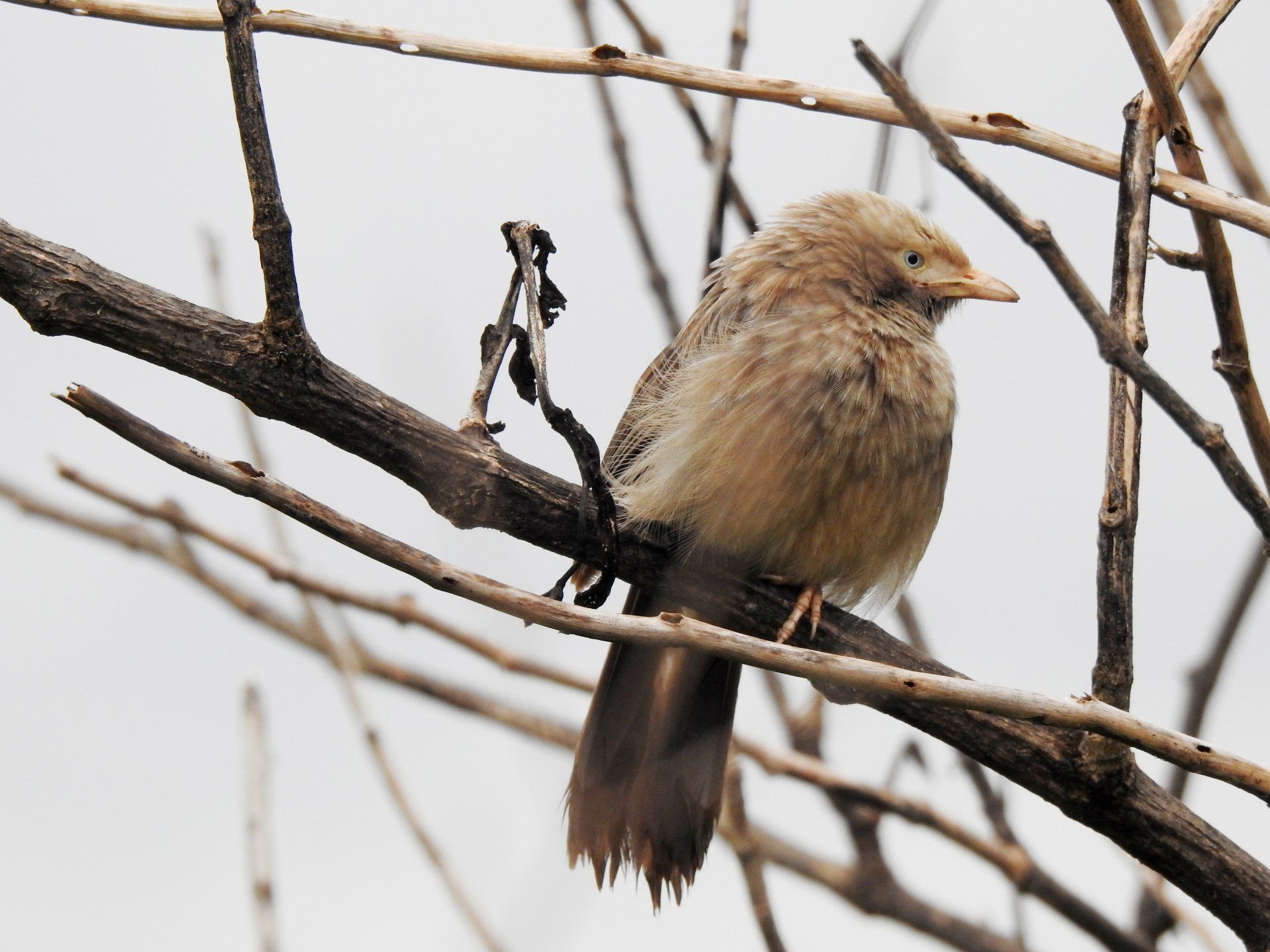 bird sitting on a branch