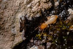 A termite with a tan body crawls on wet, dark rocks and vegetation near a stone wall.