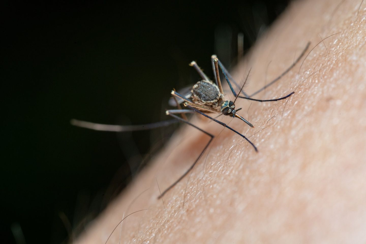mosquito control
