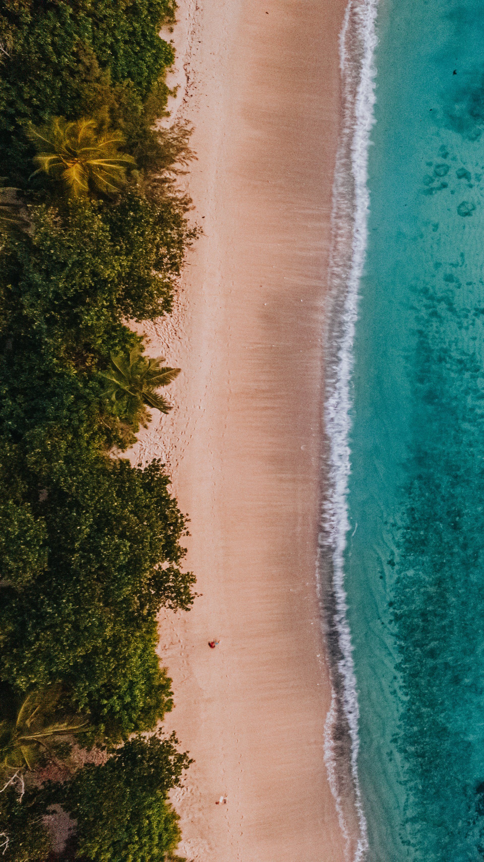 An aerial view of a beach with trees and a body of water.
