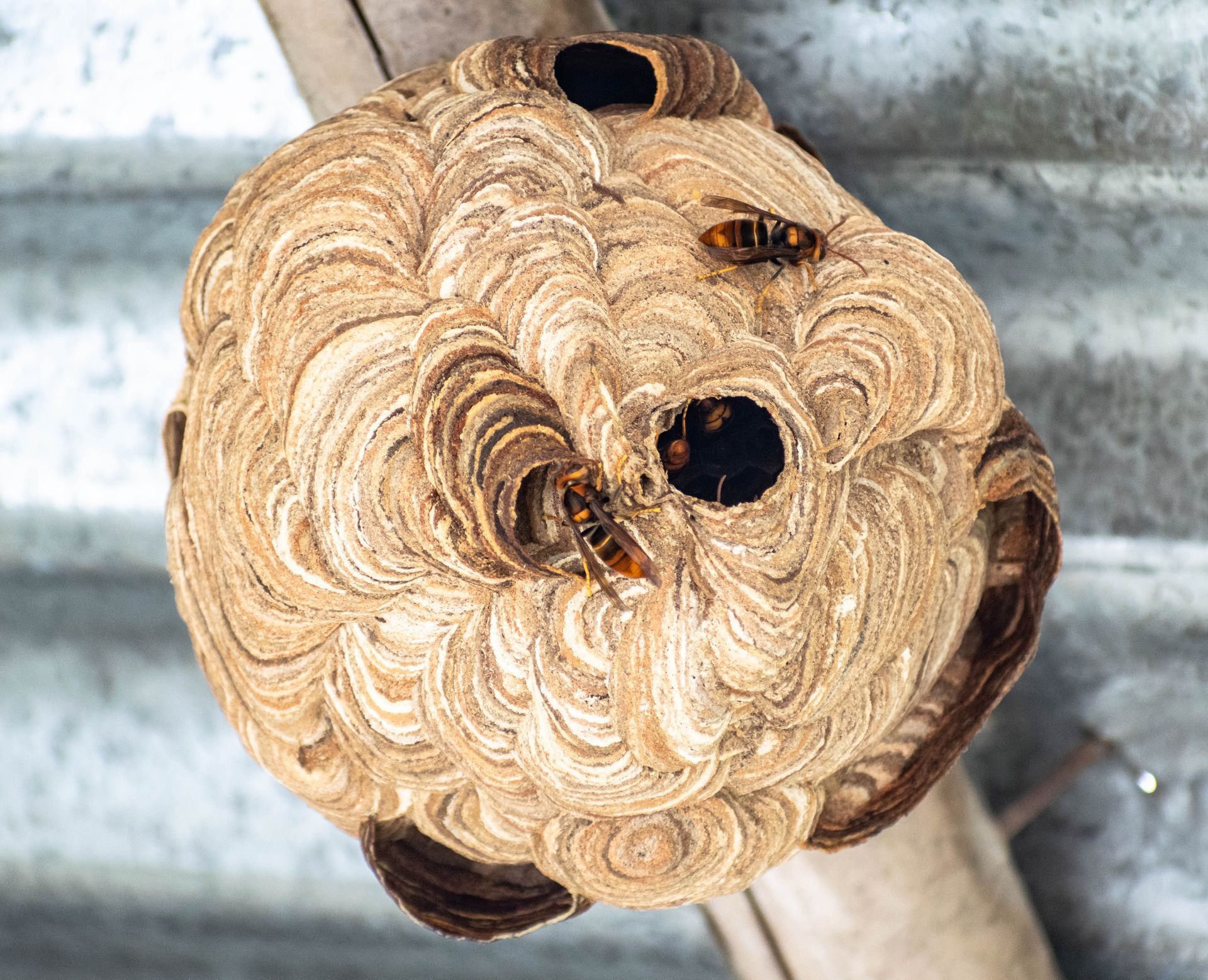 Although not typically aggressive toward humans, northern giant hornets will sting people who attempt to handle them. They'll also sting while defending their nest or defending a beehive they are attacking. Mass hornet attacks are very rare, but they can occur; in extreme cases, they can cripple or even kill victims. 