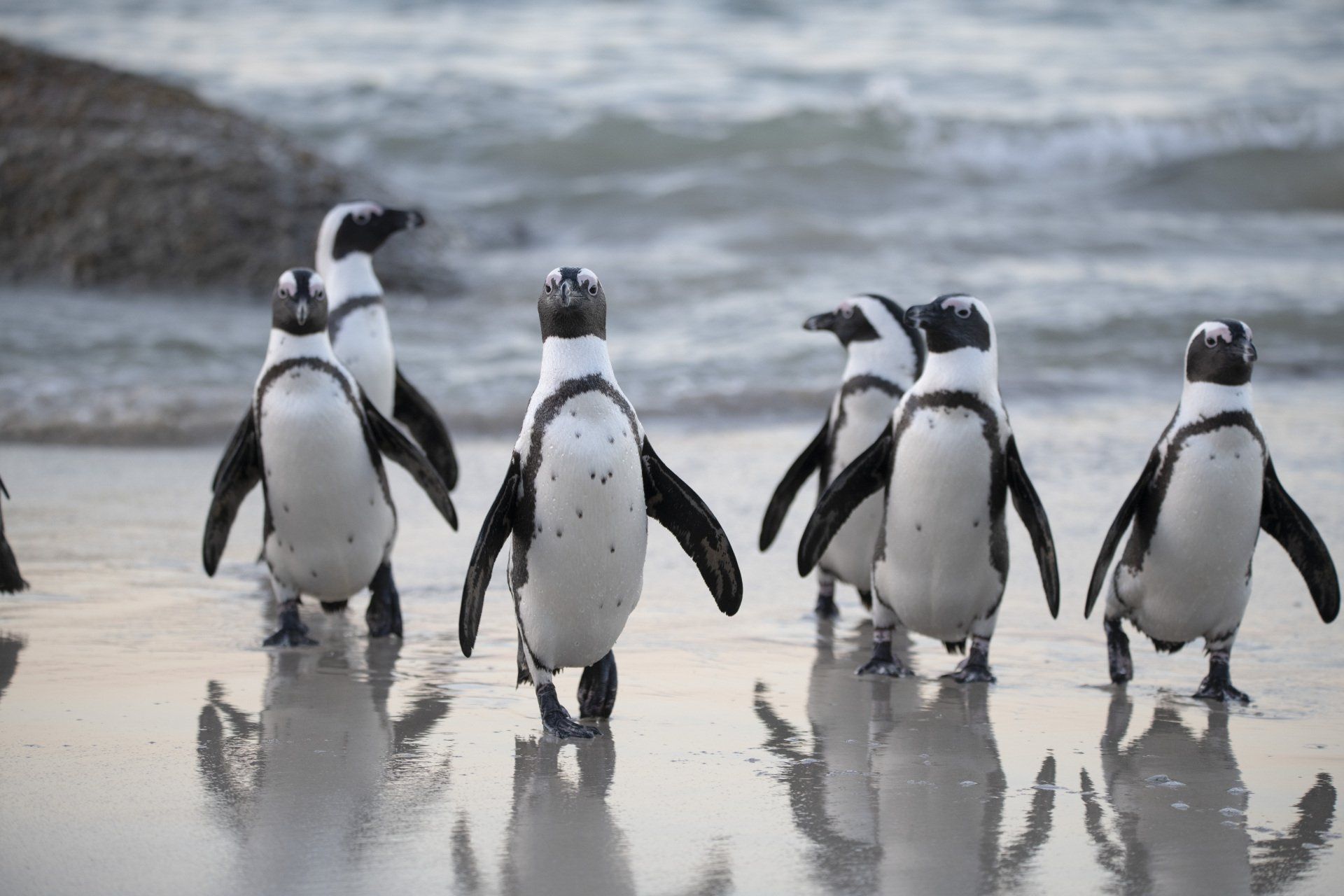 A group of penguins are walking on a beach.