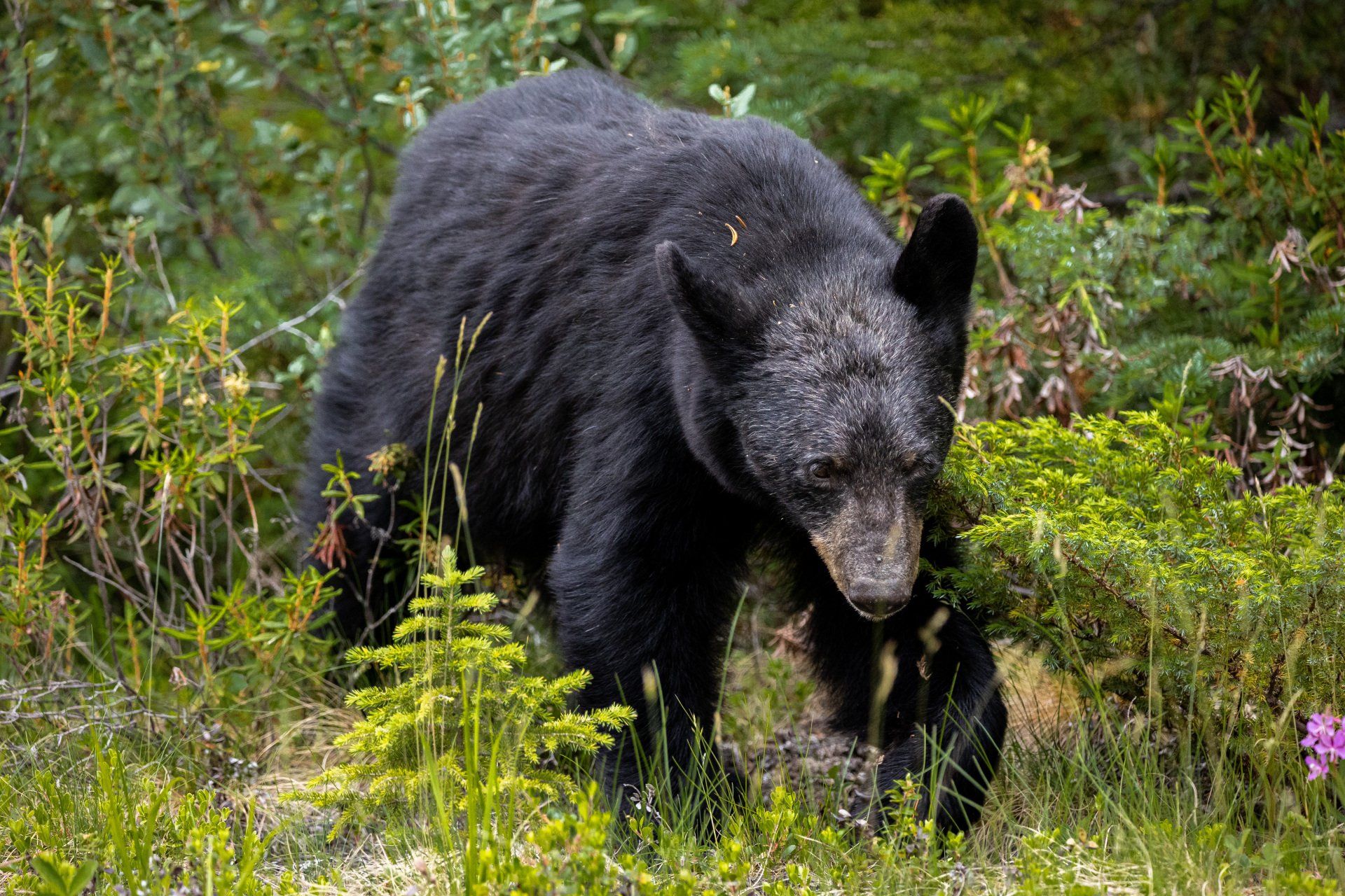 Rescuing Ocala Wildlife - A 501c3 Wildlife Rescue in Ocala serving Central Florida communities