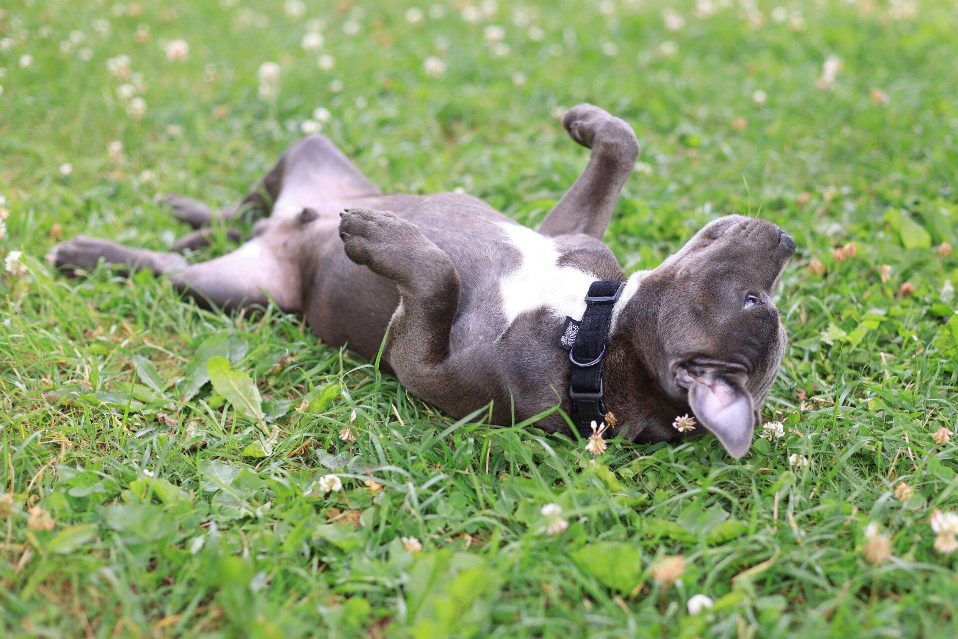 A dog is laying on its back in the grass.