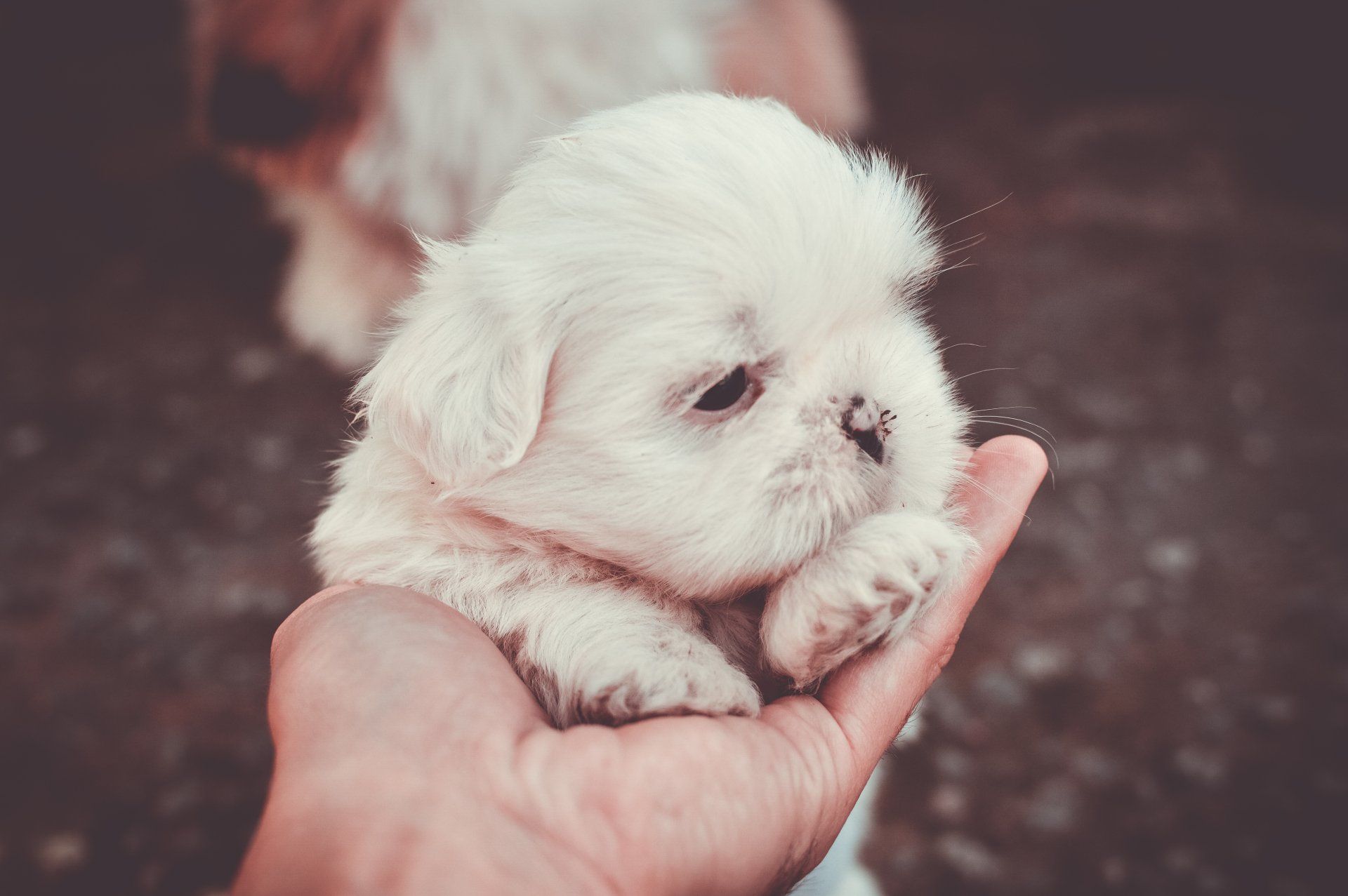 puppies new york