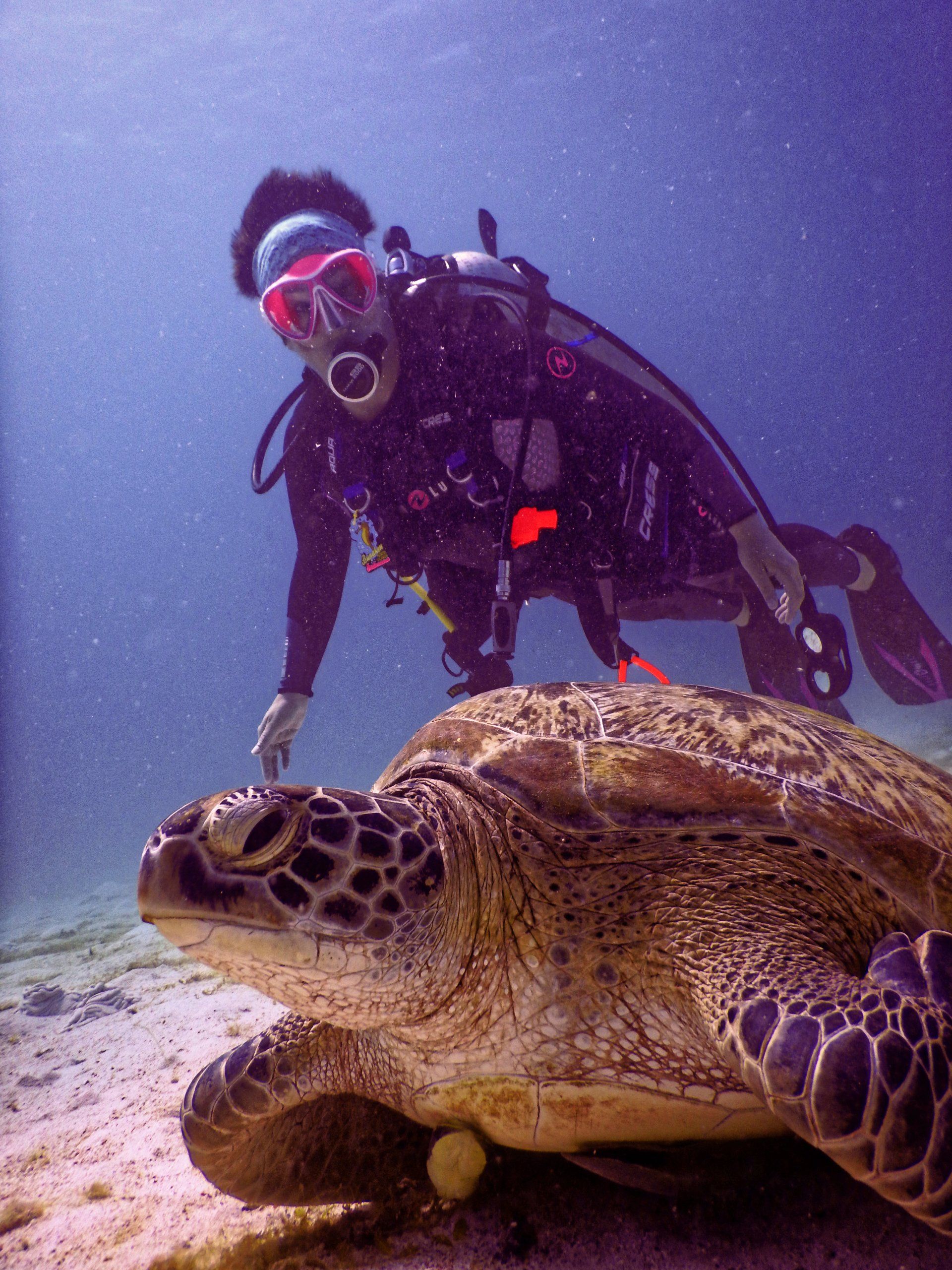 scuba diver and sea turtle