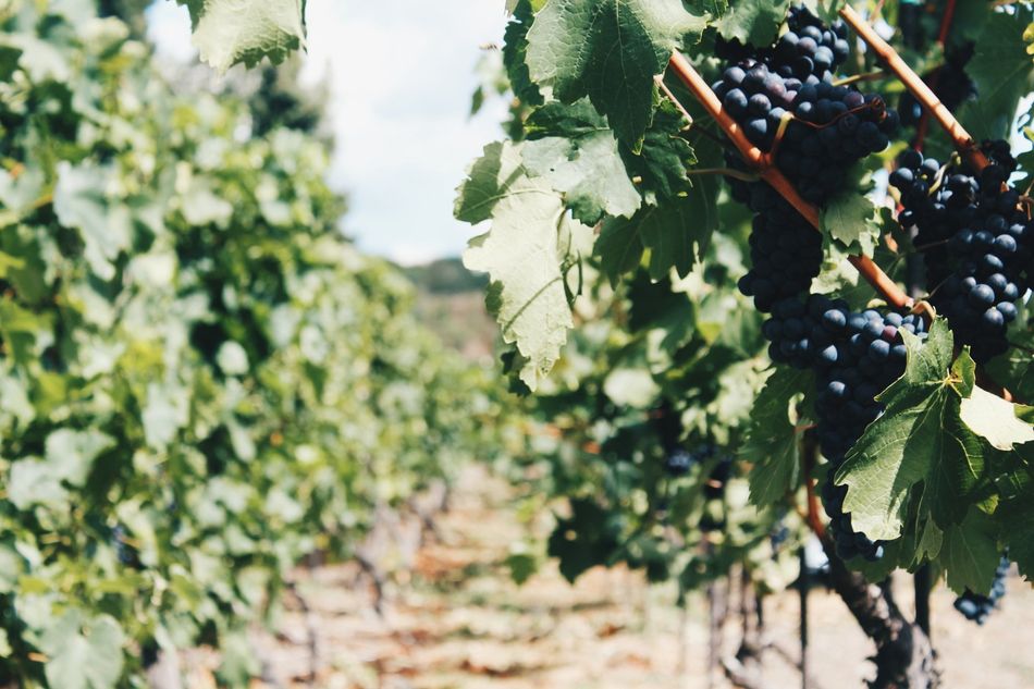 grapes on the vine