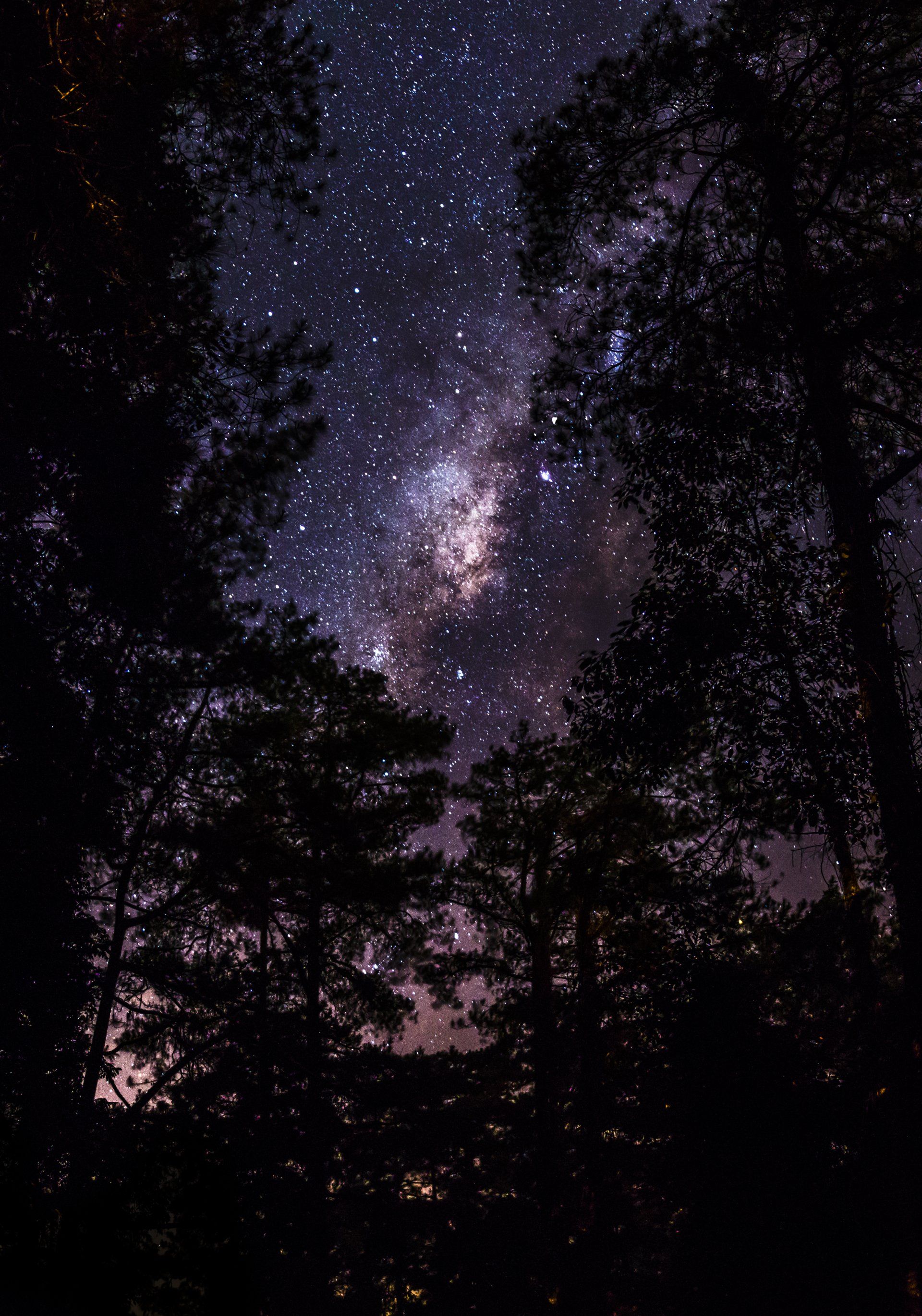 A night sky filled with lots of stars and trees in the foreground.