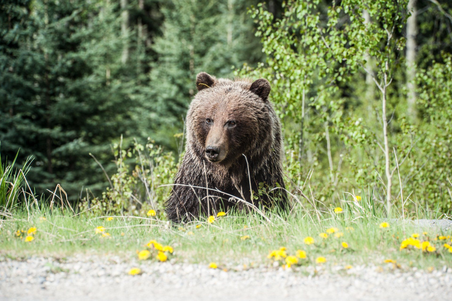 bear coming out of woods
