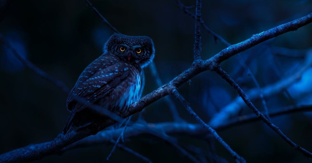 Owl perched on a branch at night with glowing orange eyes and blue lighting.