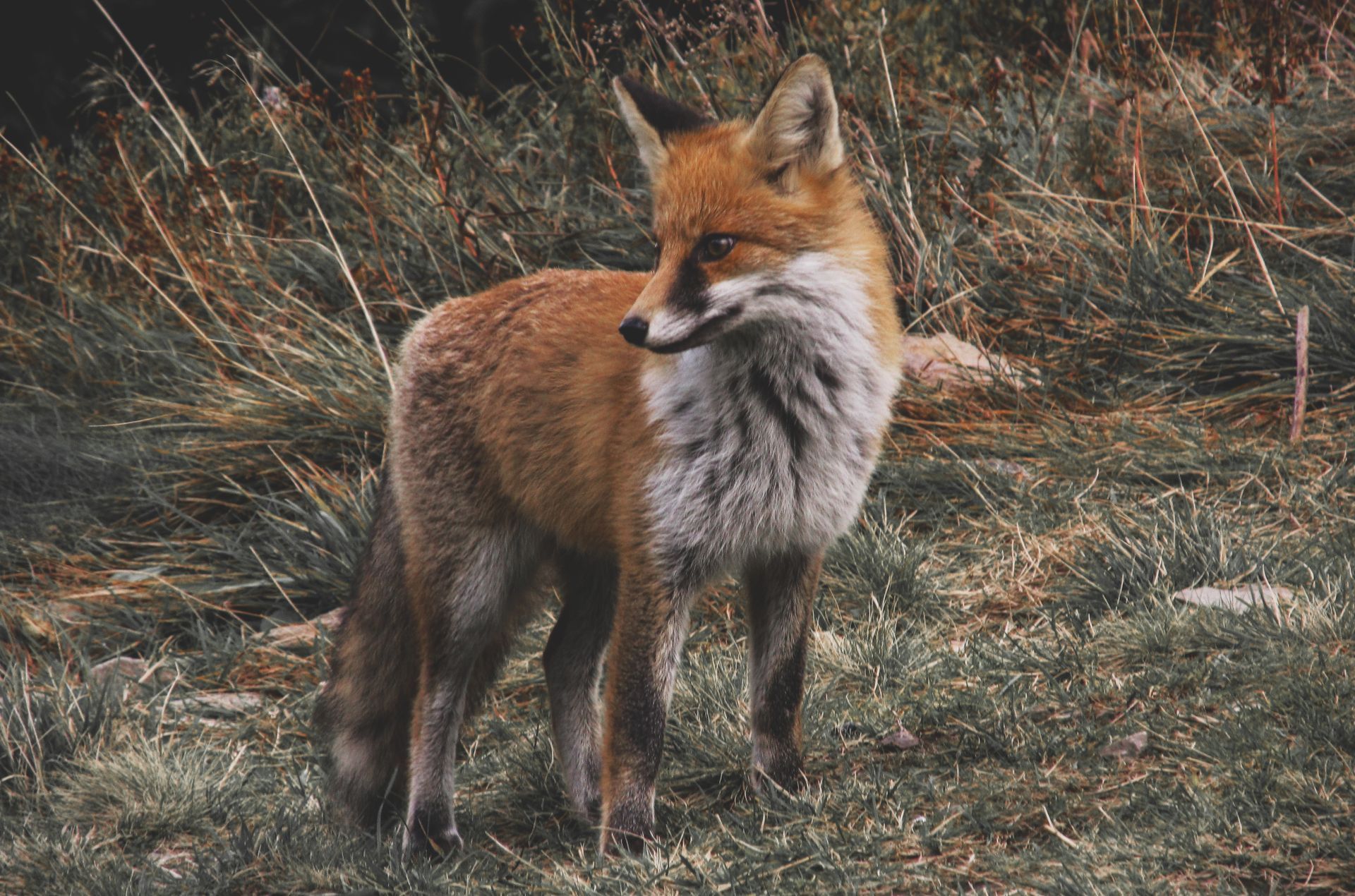 fox removal near me Red fox stands in grassy field, looking to the side with alert expression.