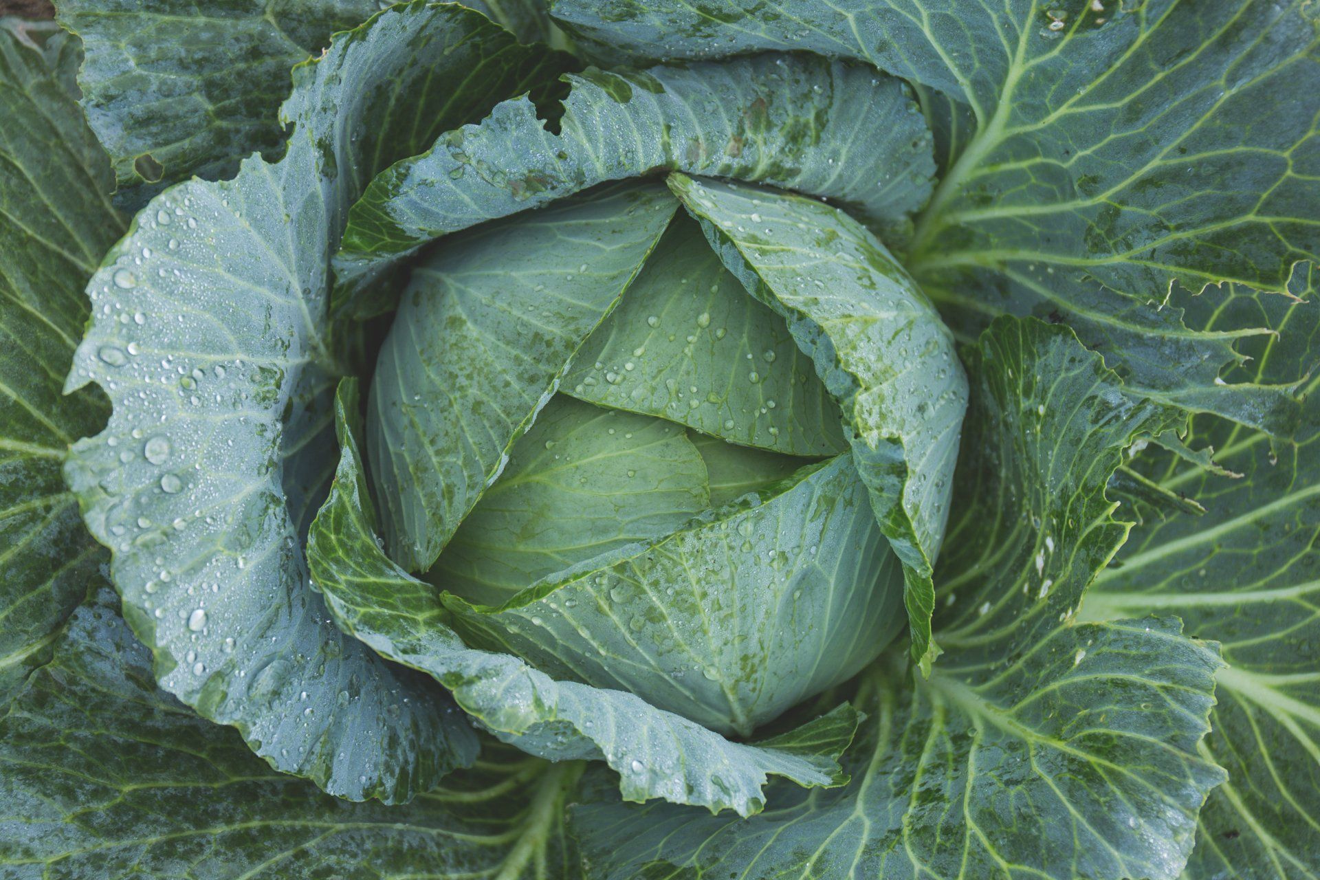 Een close-up van een verse, groene koolkop die in een tuin groeit, met waterdruppels zichtbaar op de gestructureerde bladeren.